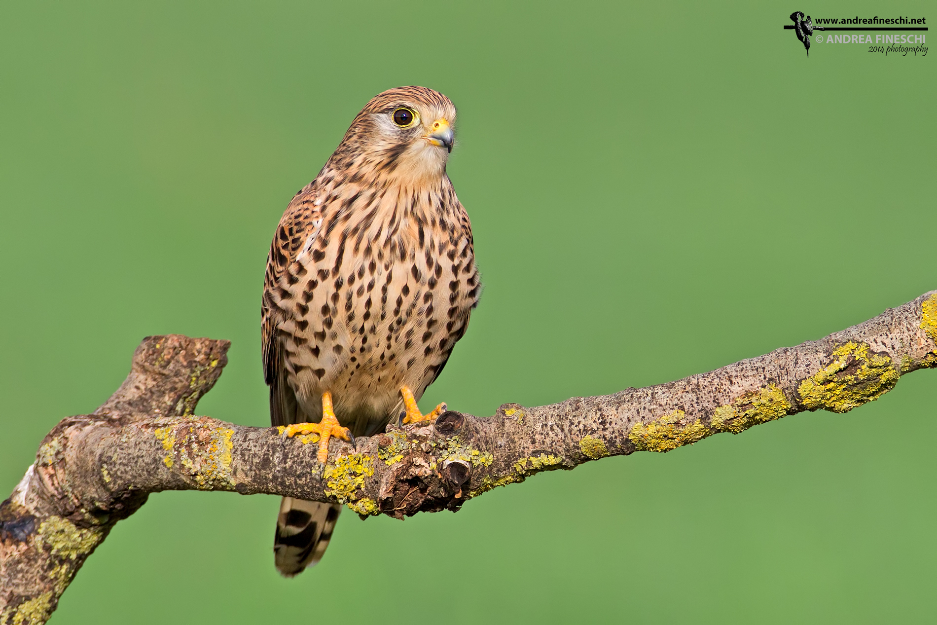 Female kestrel