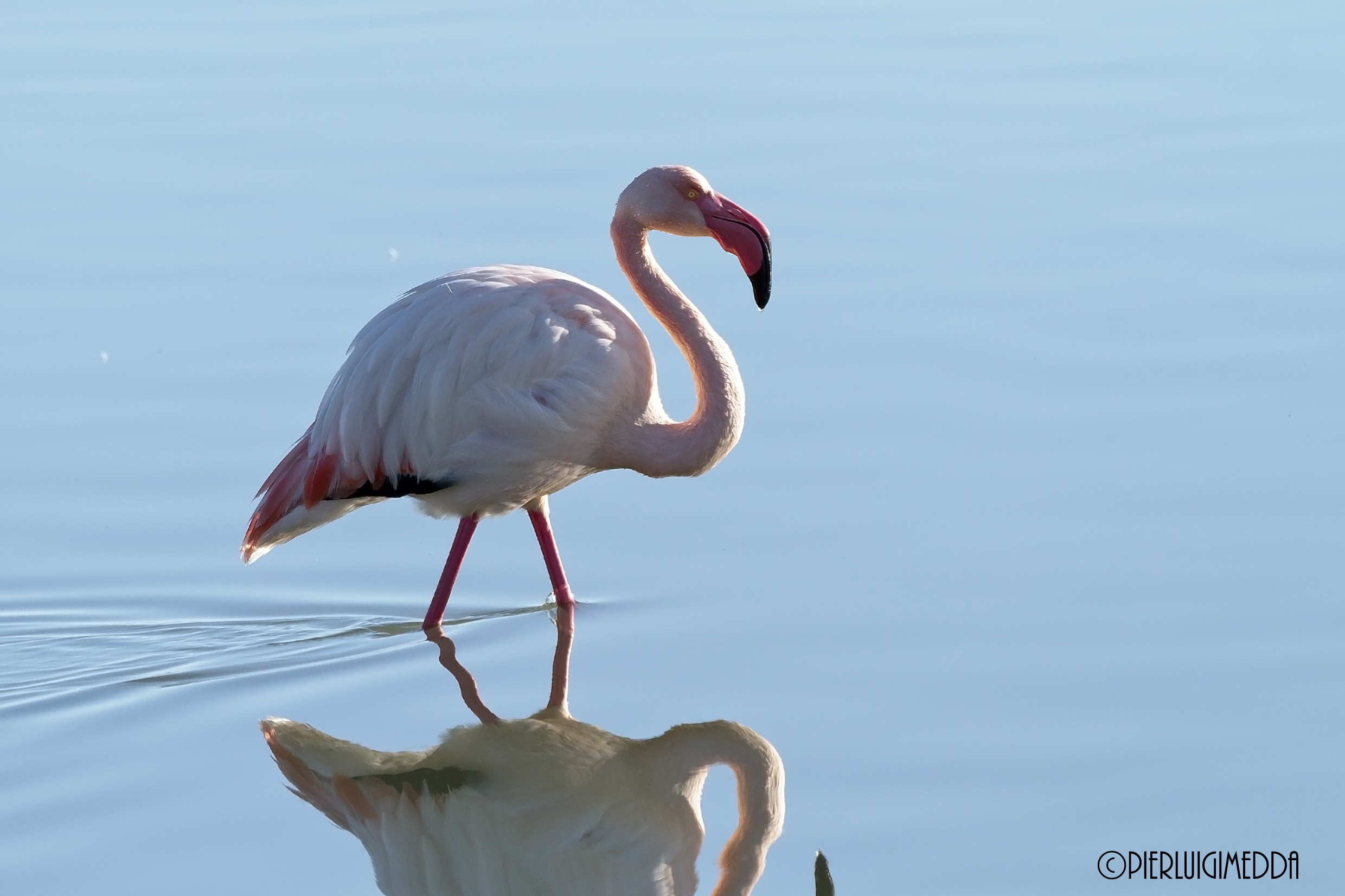 Fenicottero rosa presso stagno di Capoterra