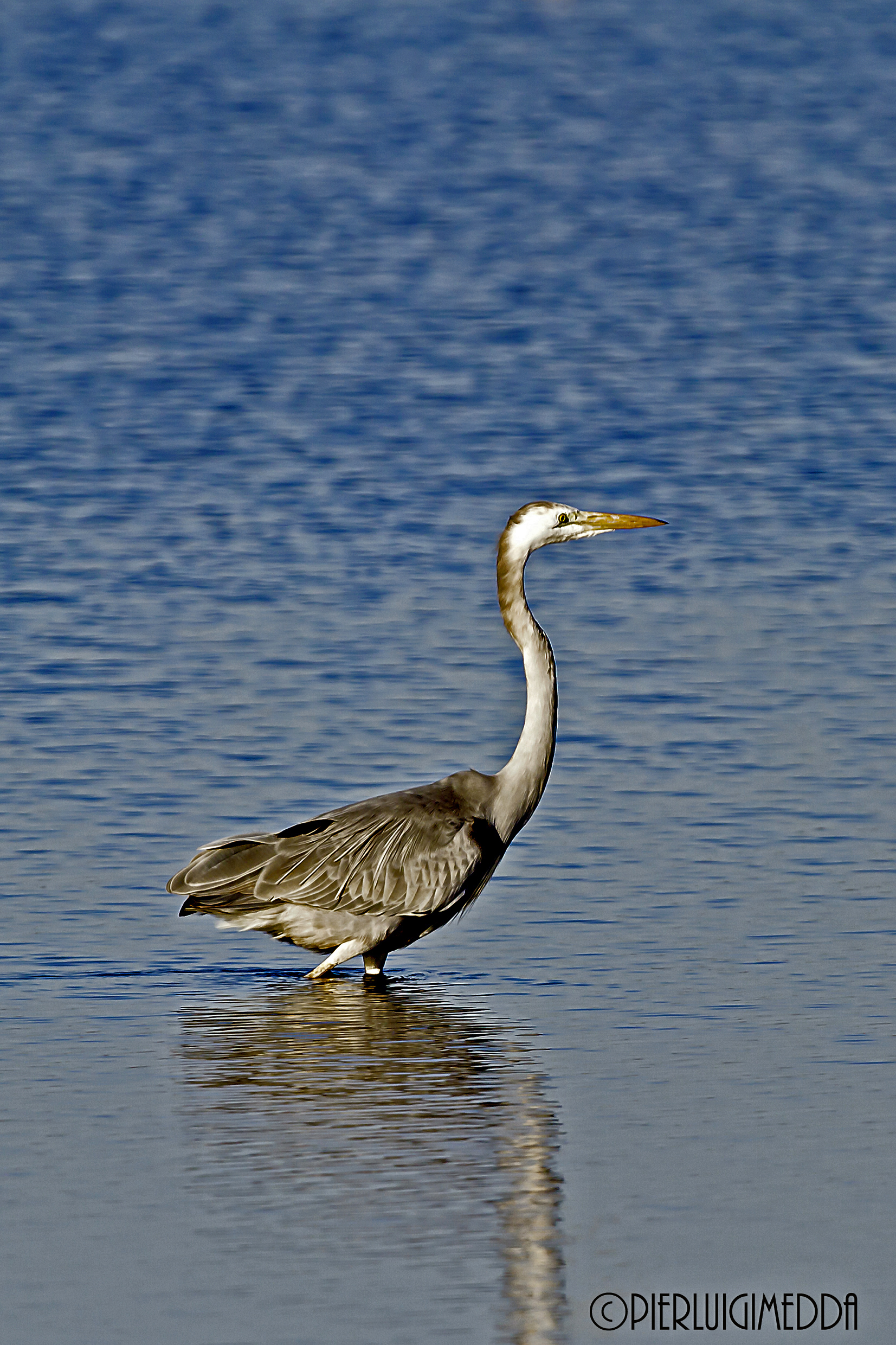 Ibrido tra airone Bianco maggiore e airone cenerino