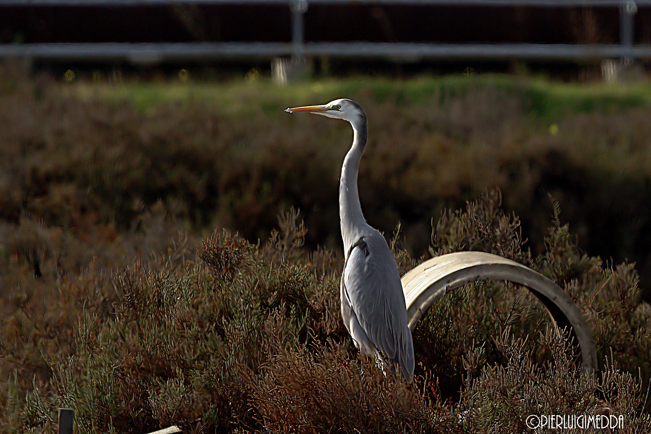 Ibrido tra airone Bianco maggiore e airone cenerino