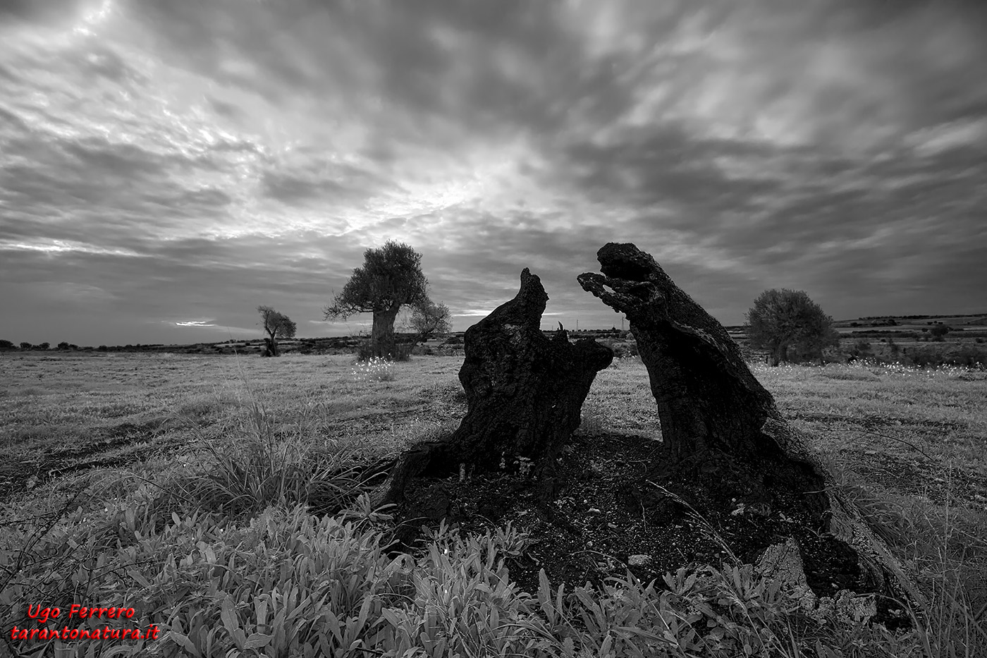 Patriarca perduto...