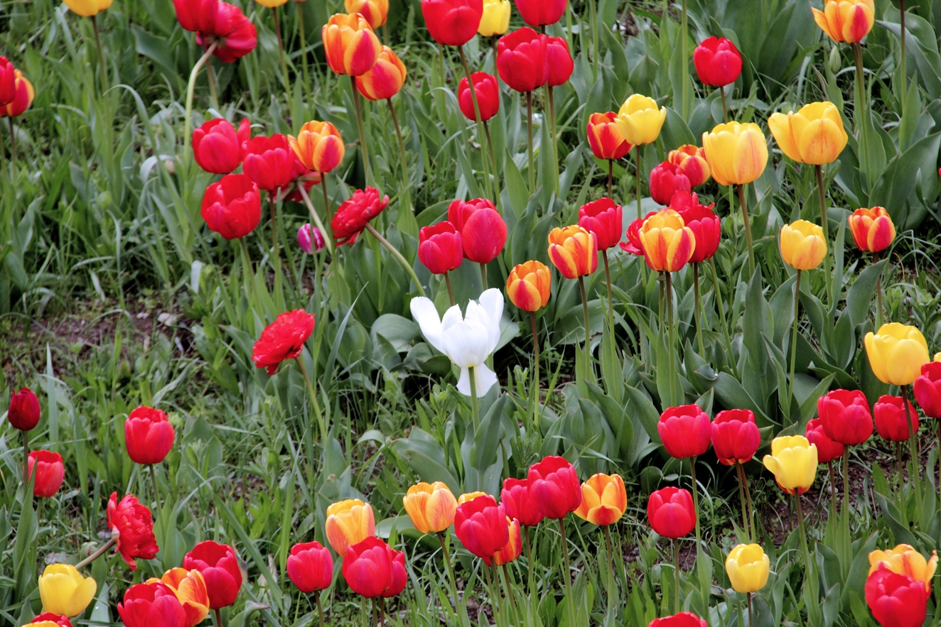 Tulip Garden