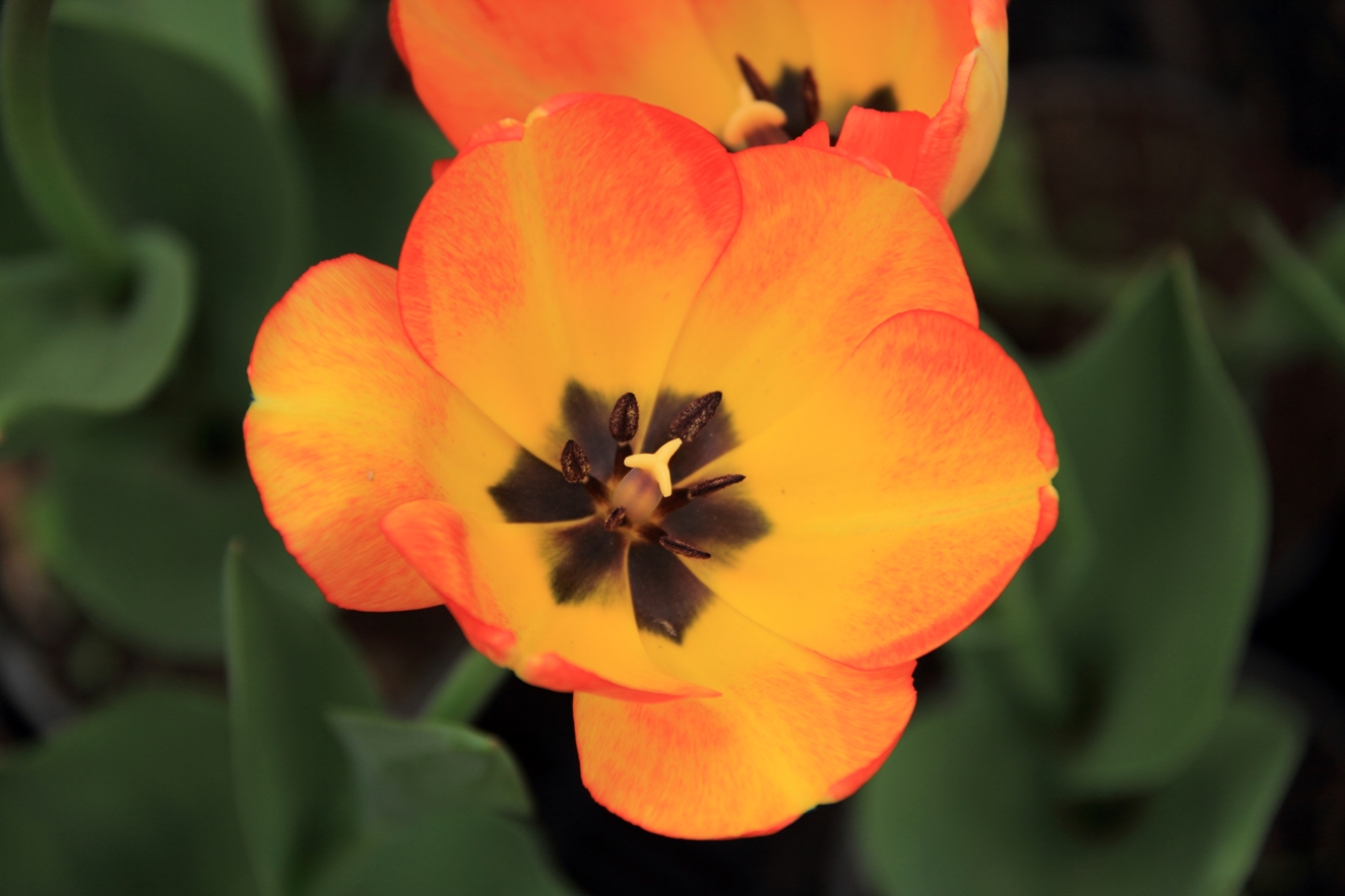 Tulip