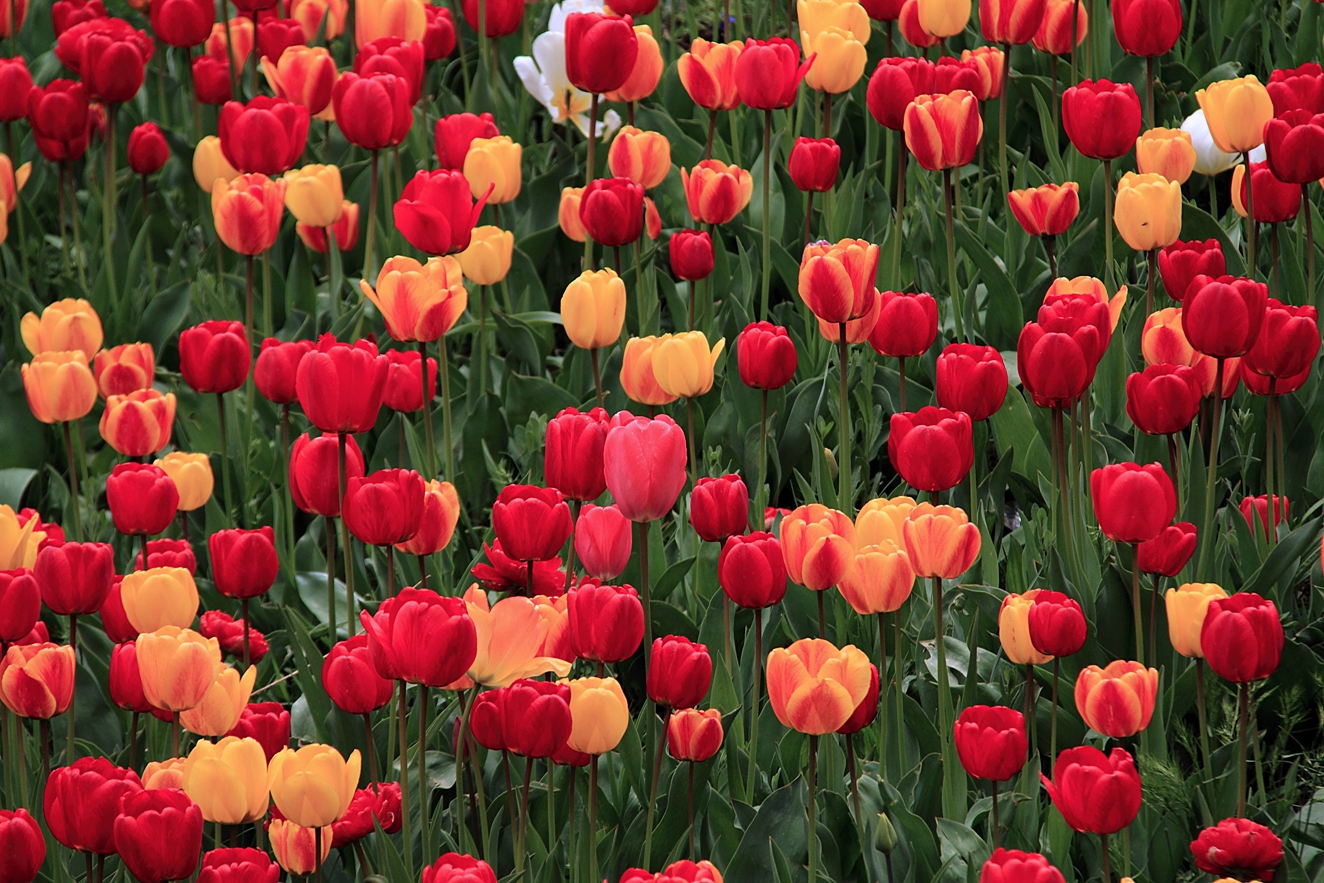 Tulip Garden