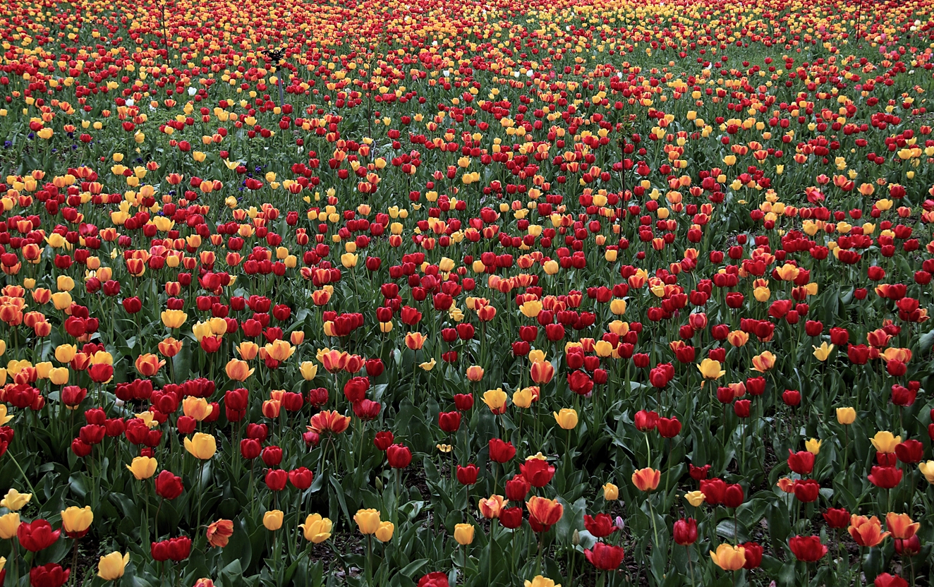 Tulip Garden