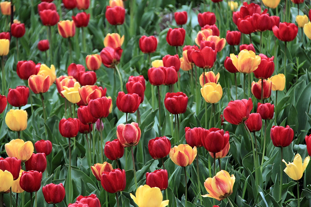 Tulip Garden