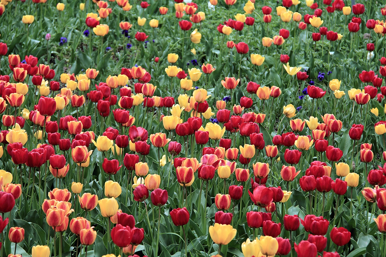 Tulip Garden