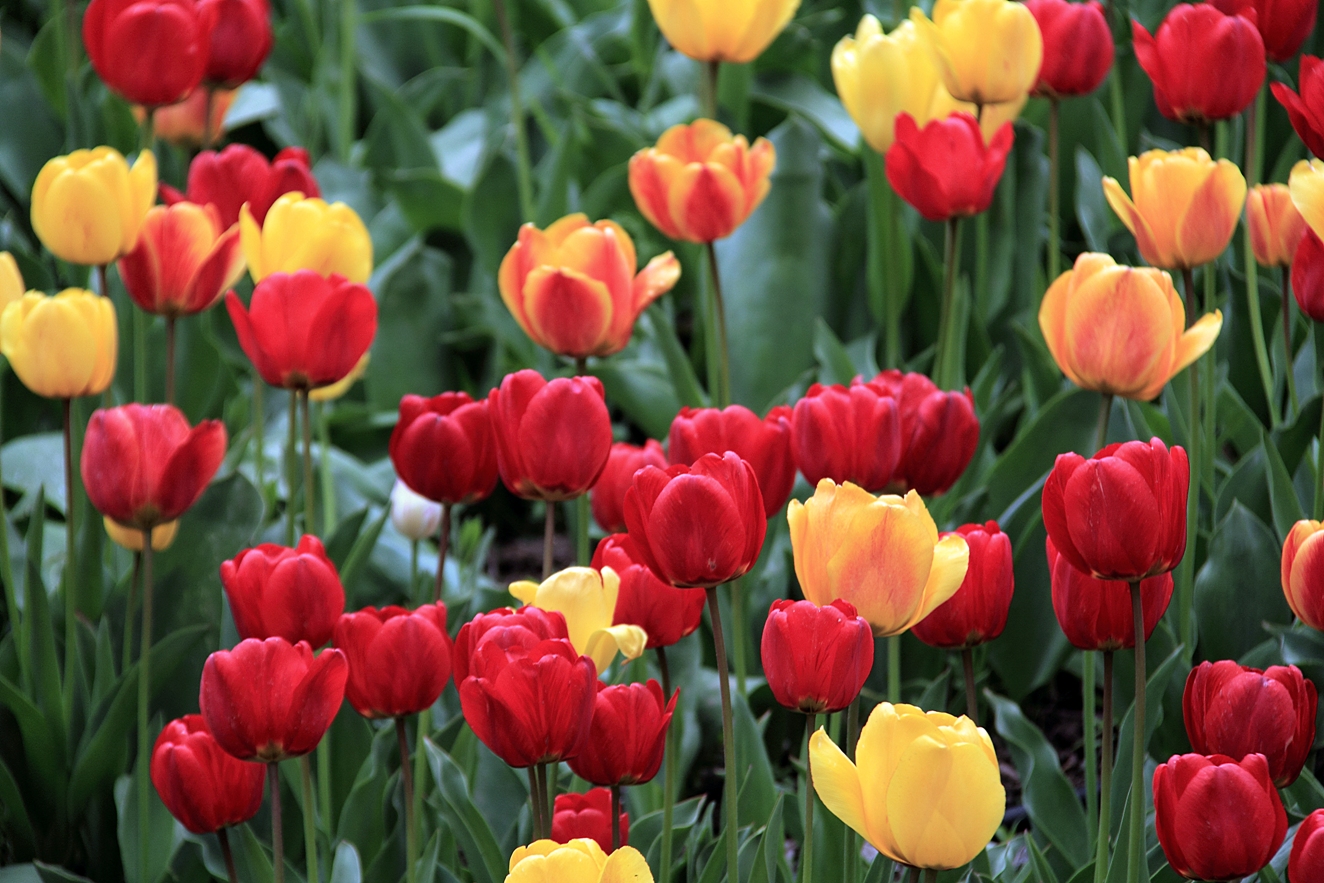 Tulip Garden