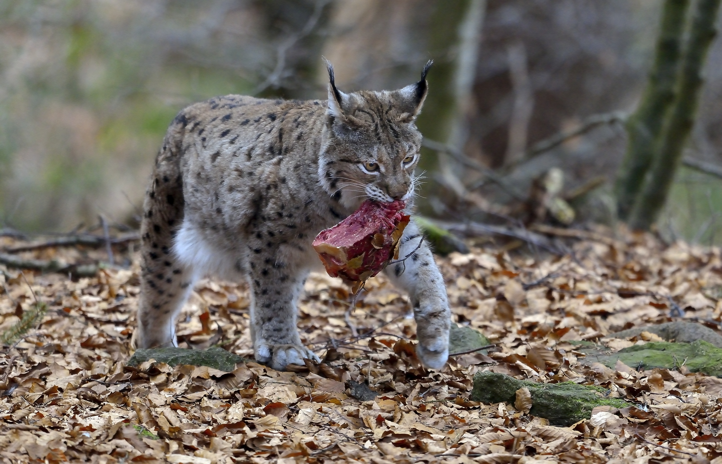 Bayerischen - Lince