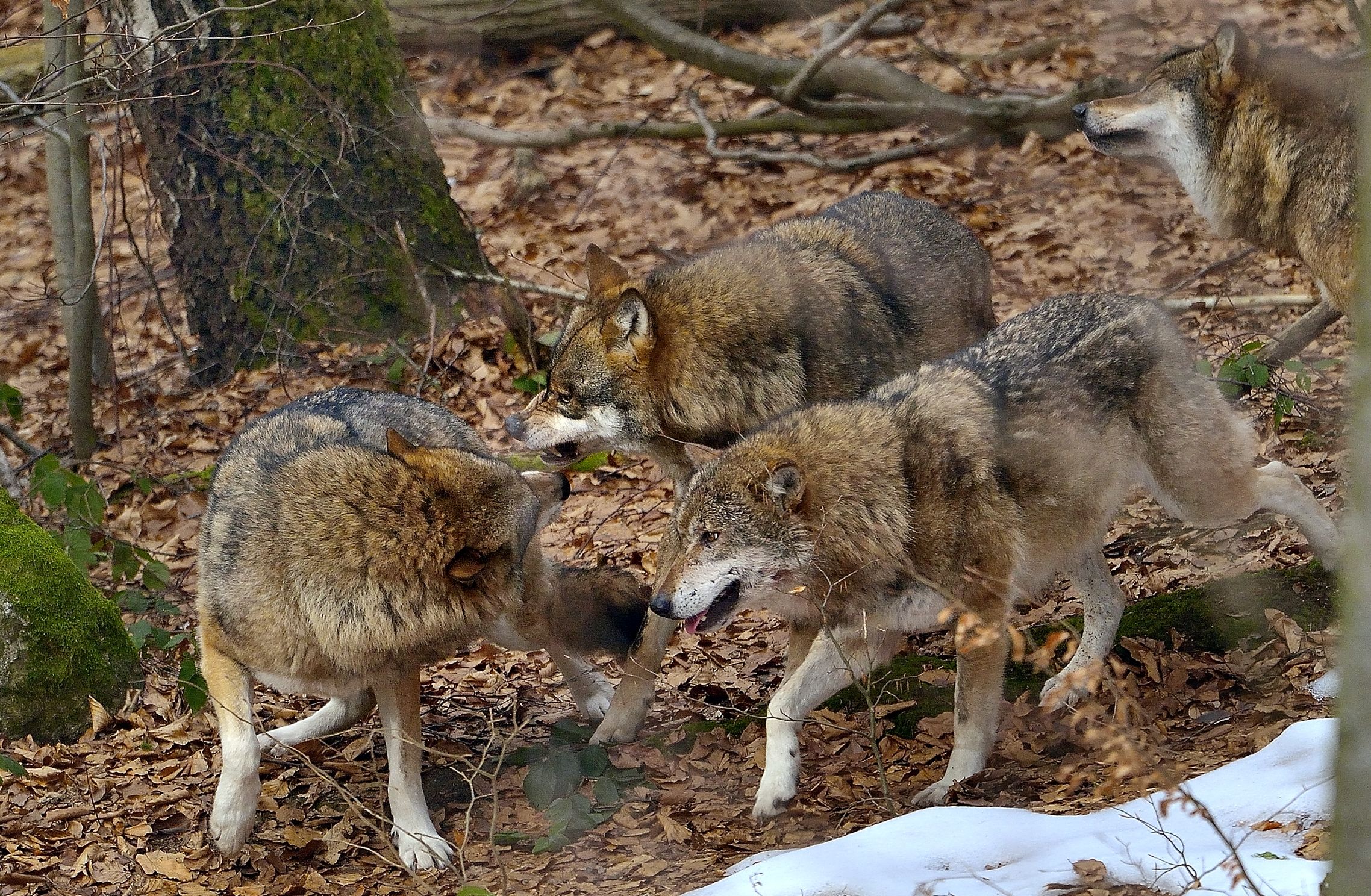 Bayerischen - Momenti di Tensione nel branco