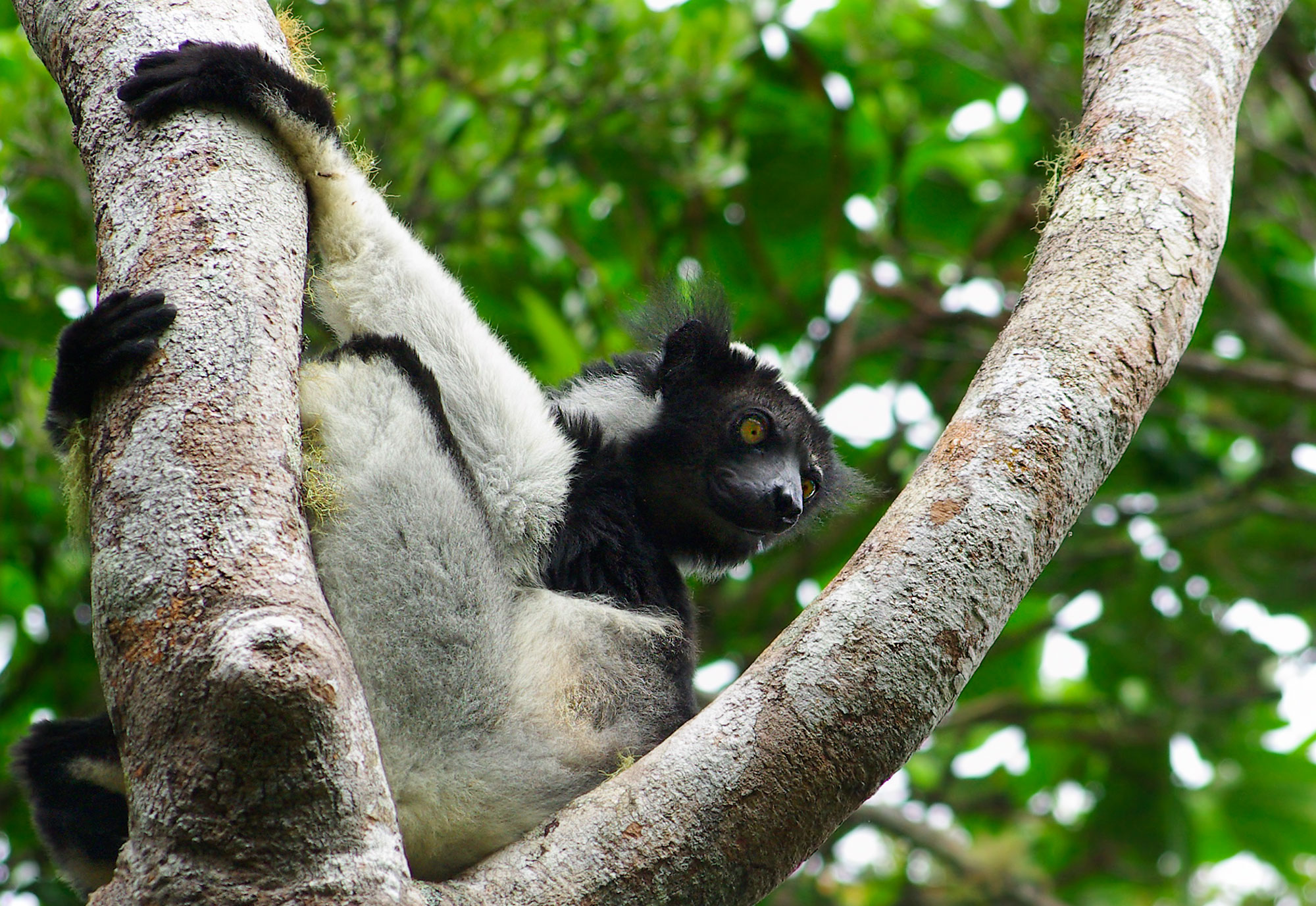 Indri, Perynet forest, Madagascar
