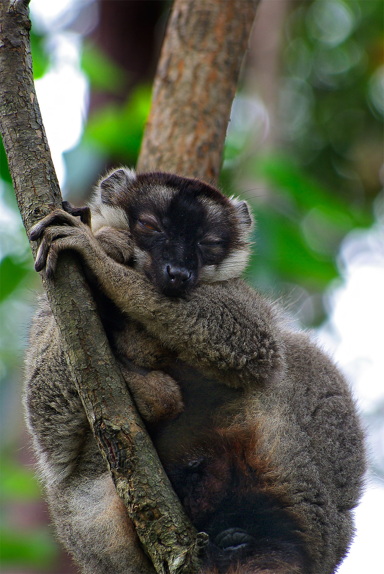 Nap in the forest, Madagascar Perynet