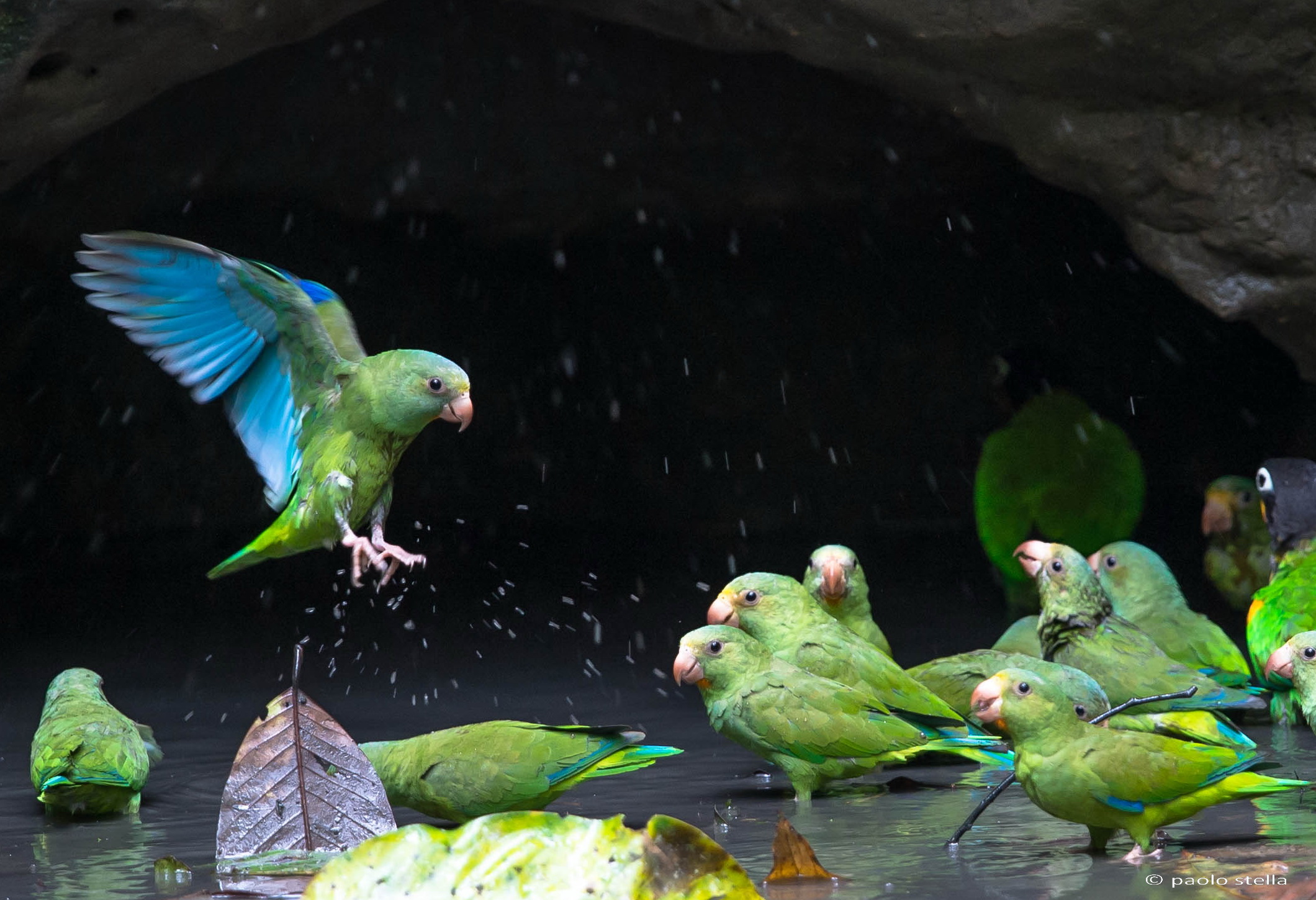 landing in the water (Cobalt-winged Parakeet)