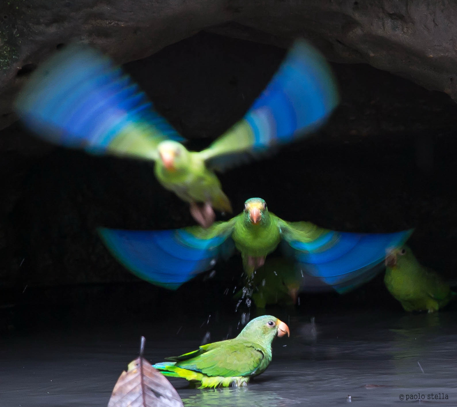 Take-off: Cobalt-winged Parakeet