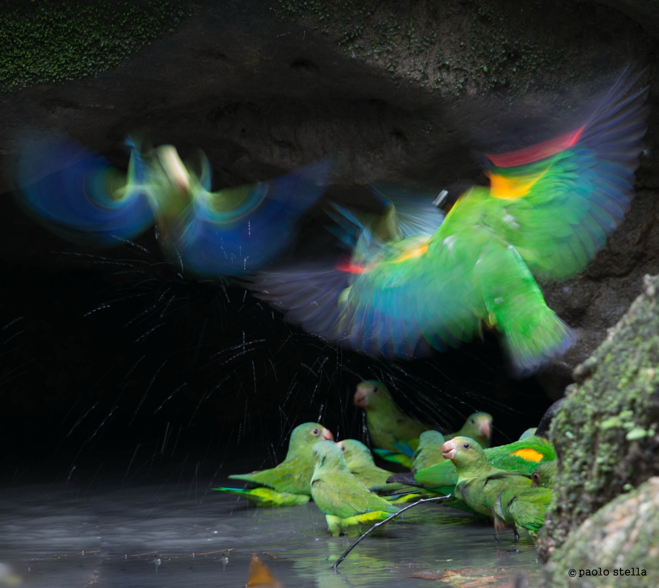 blur (Orange-cheeked Parrot & Cobalt-winged Parakeet)