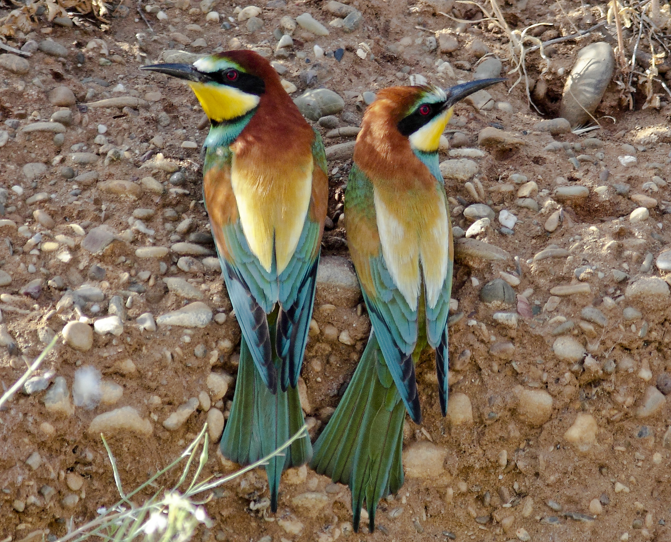 bee-eaters pair