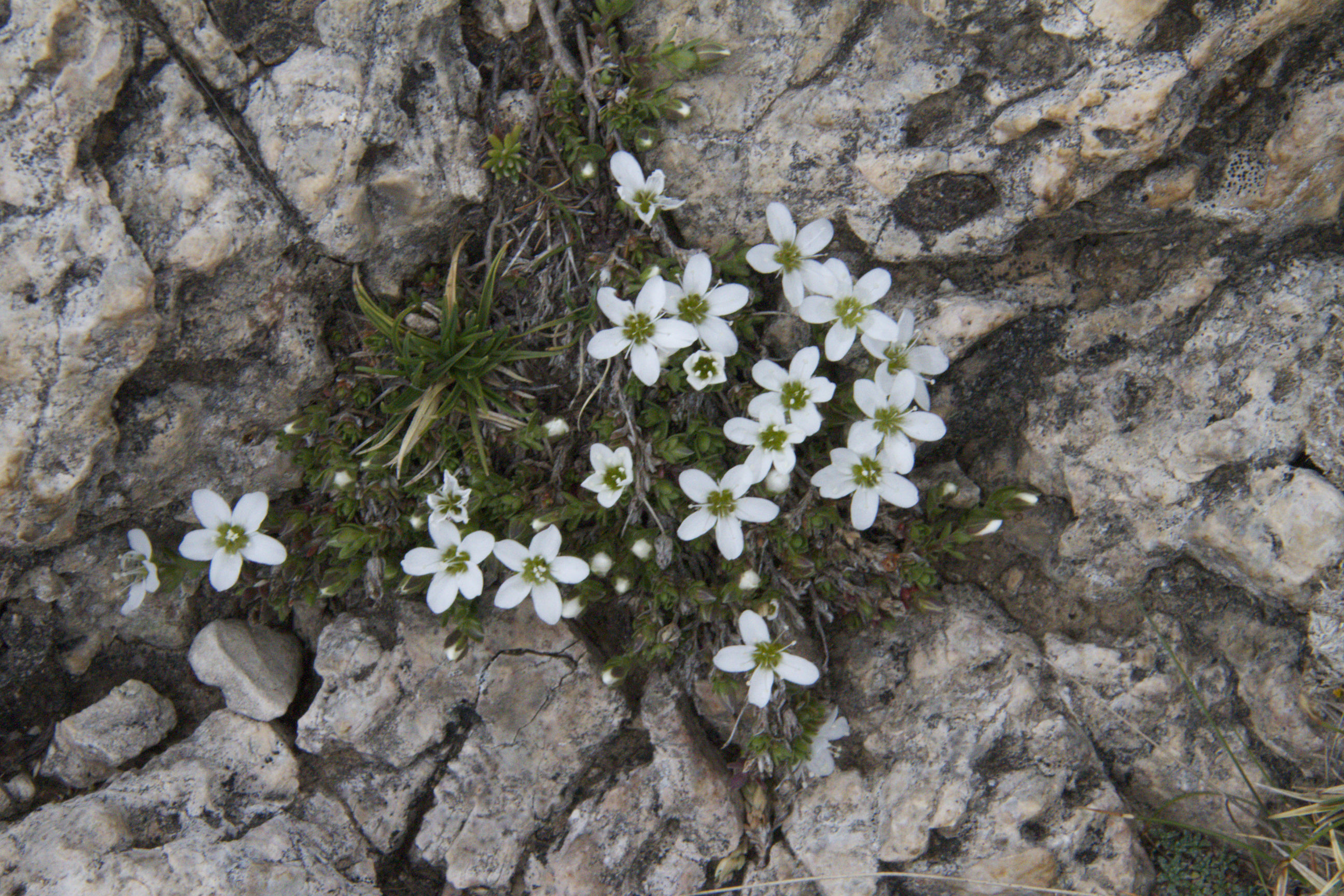 flowers on the rocks