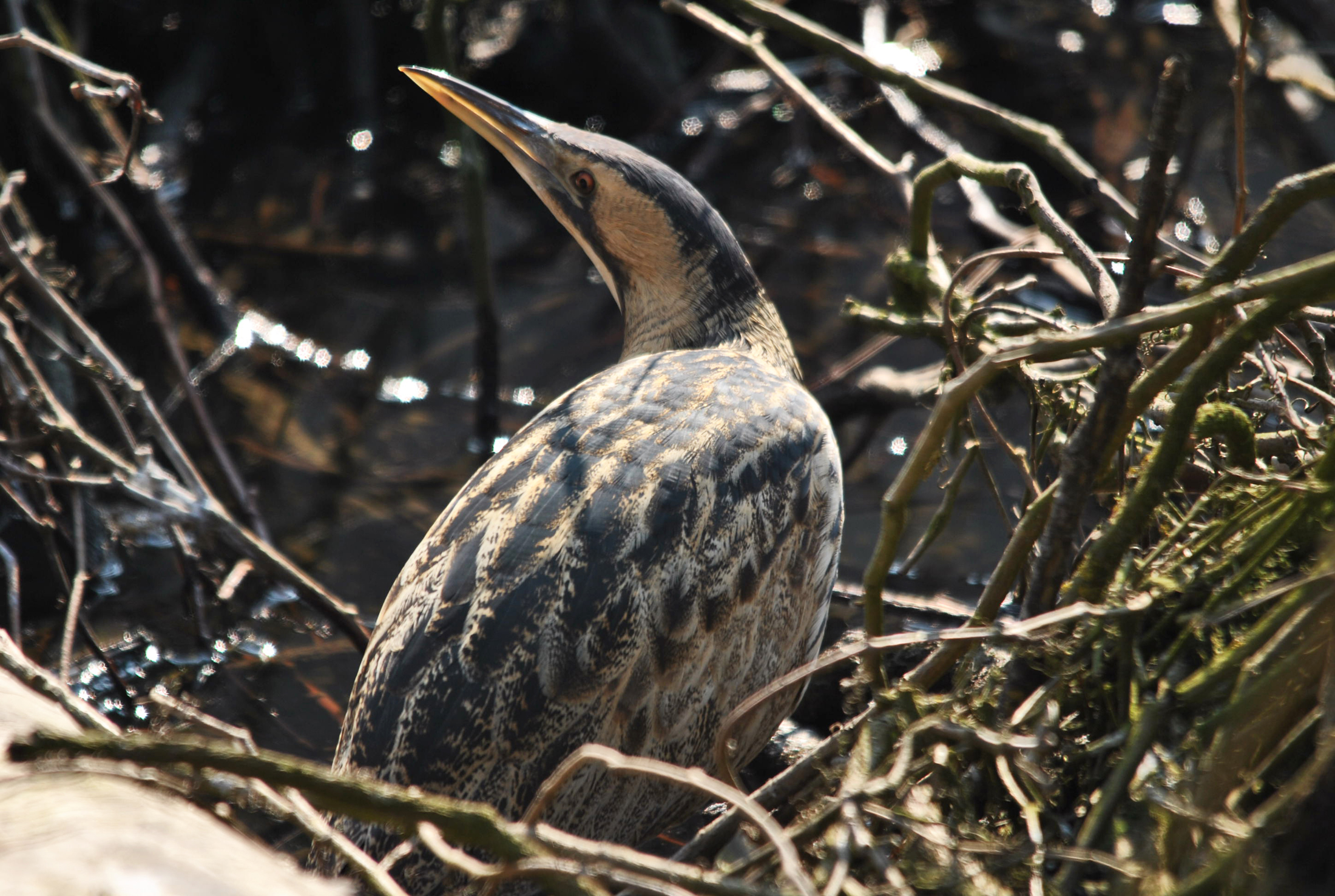 improvvisamente il tarabuso