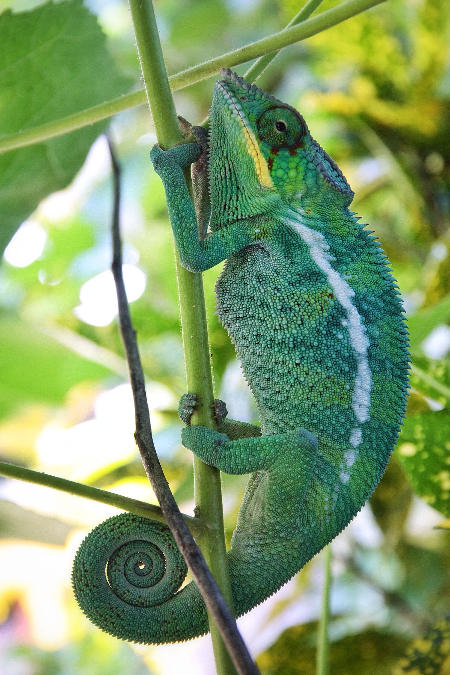 Chameleon III
