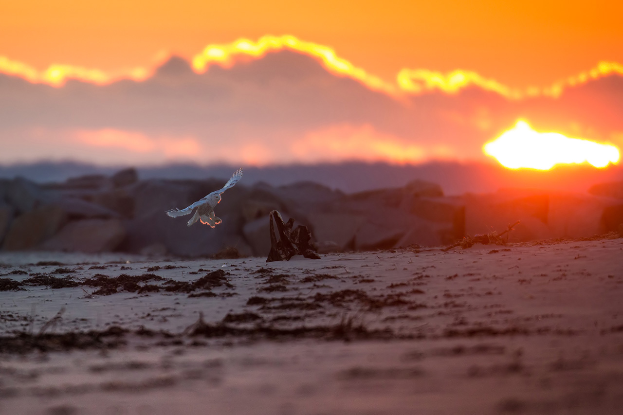 Snowy owl at sunrise