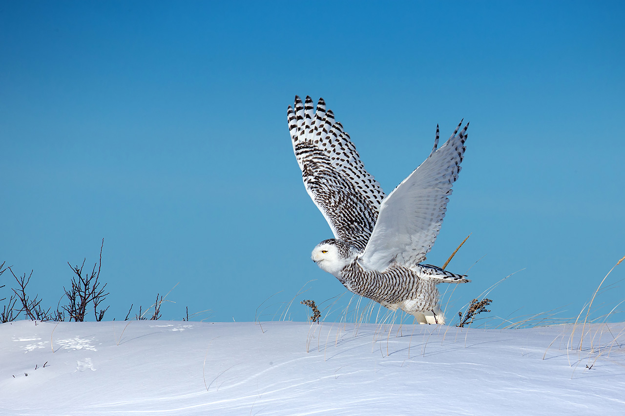 Snowy owl