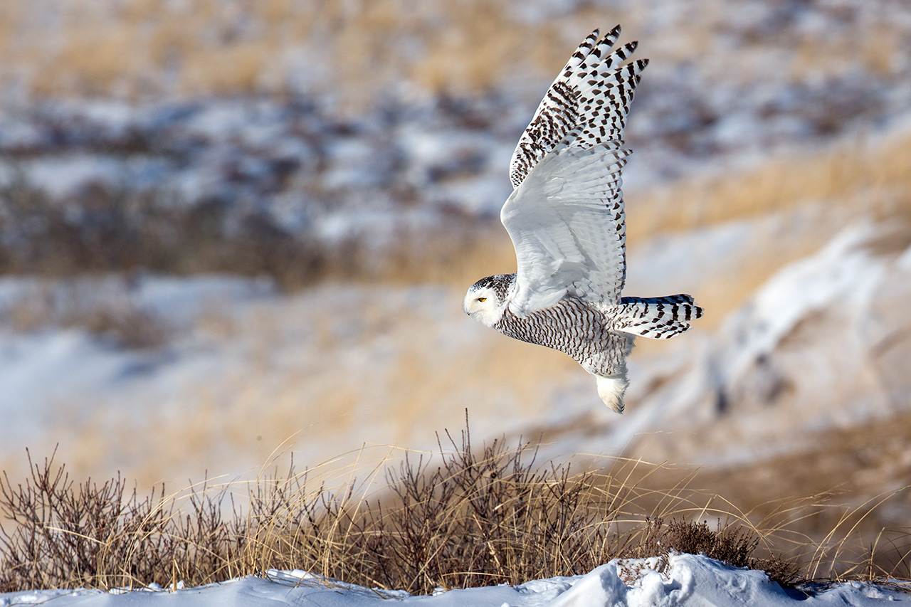 Snowy owl