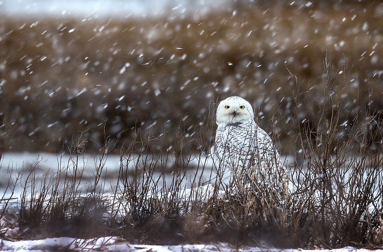 Snowy owl