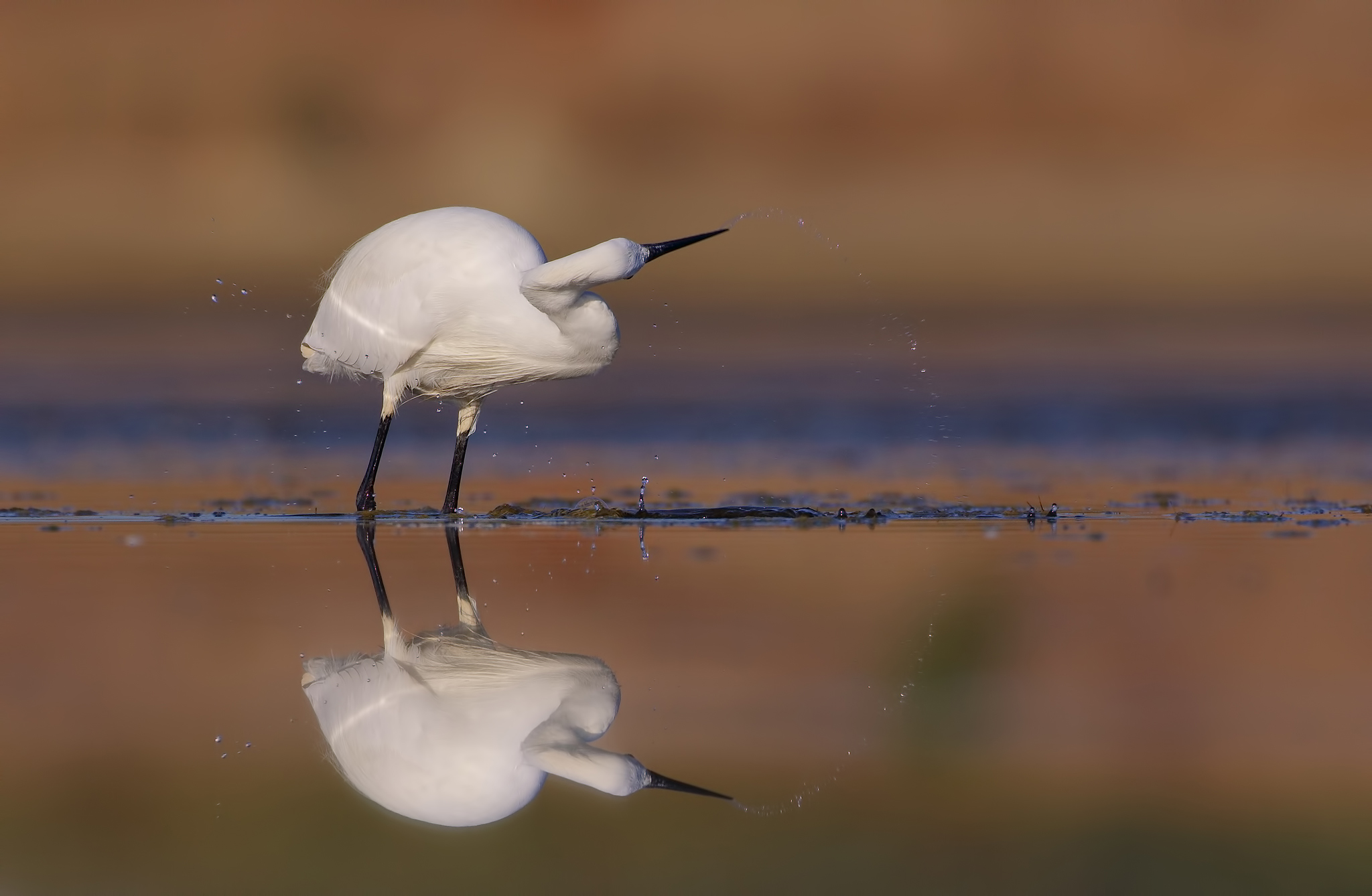Spruzzi di colore ( garzetta )