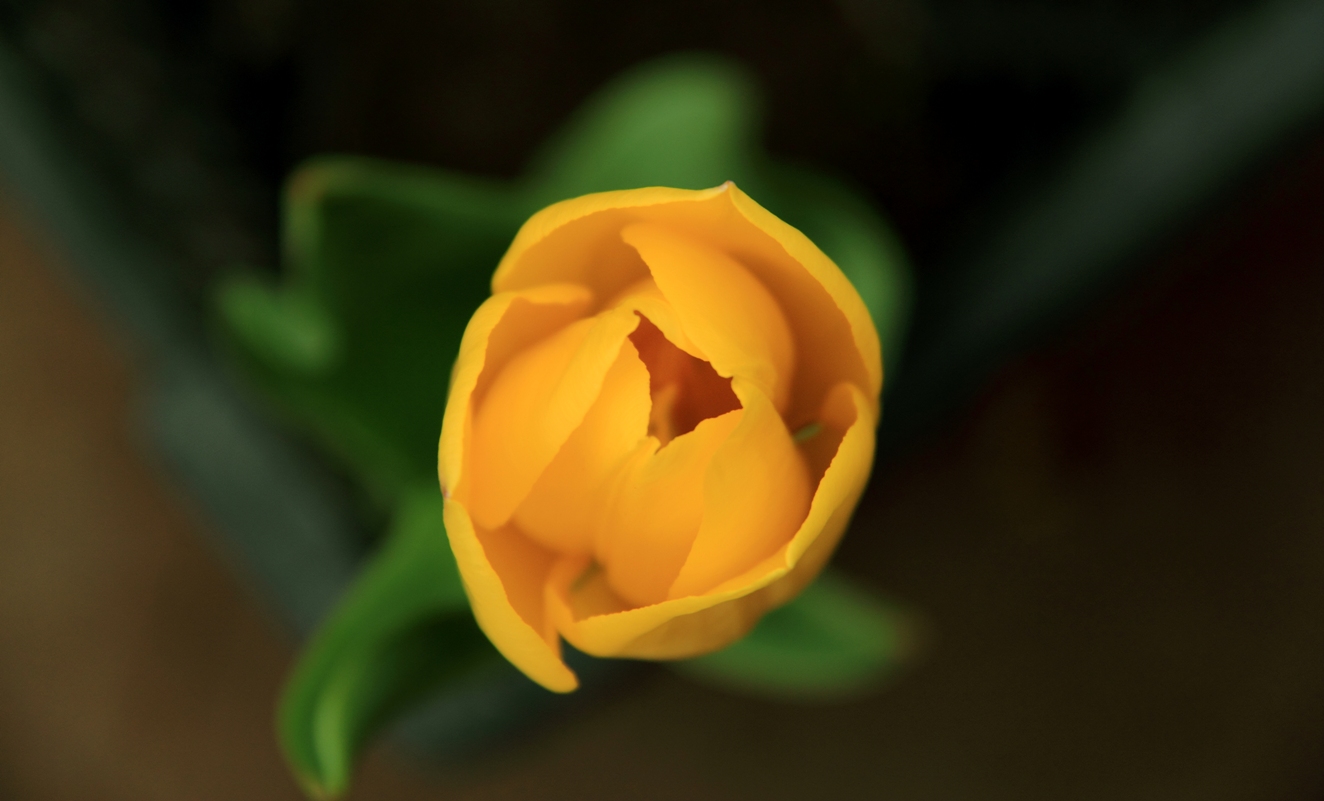 tulip1