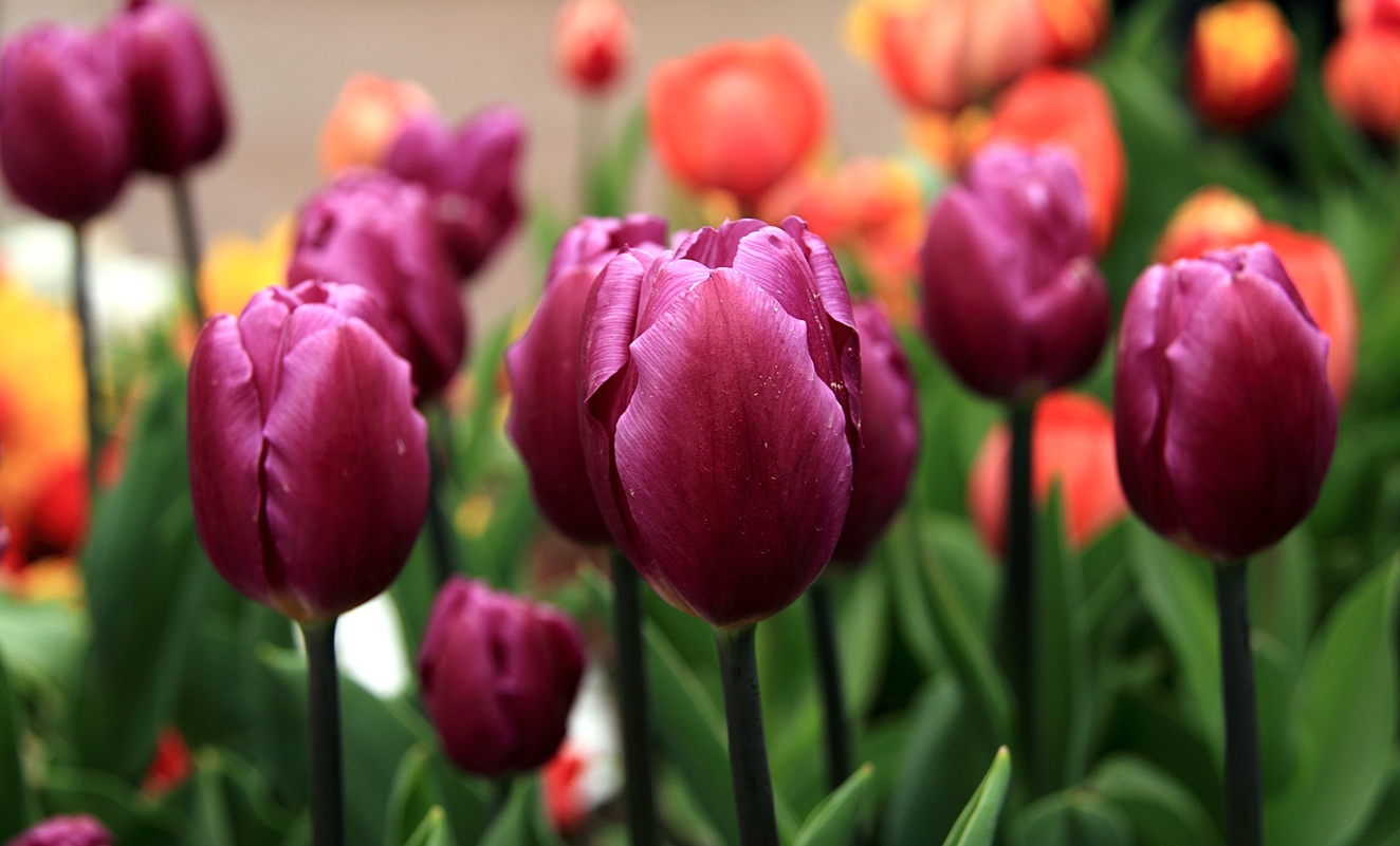 tulip4