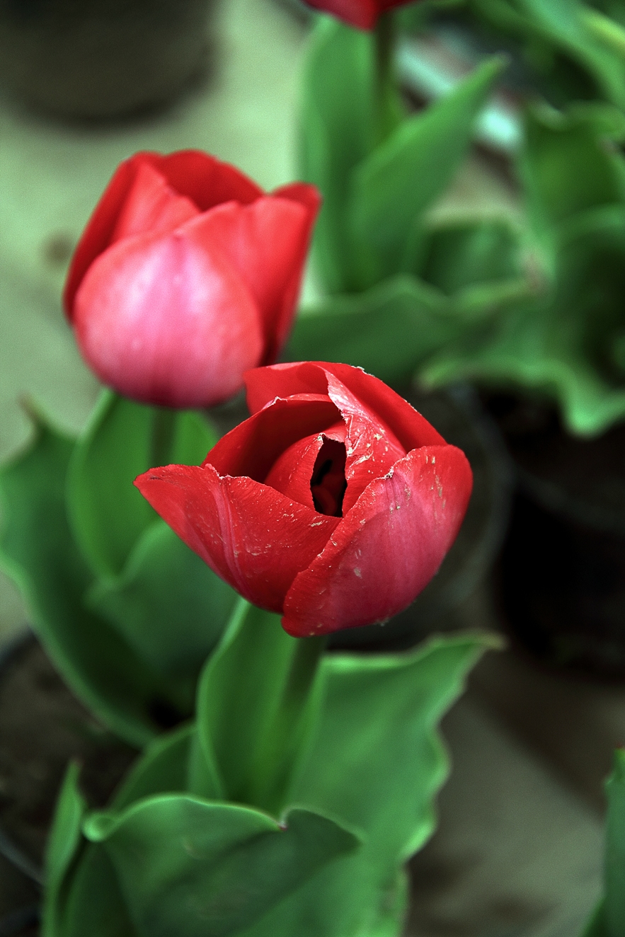 tulip5