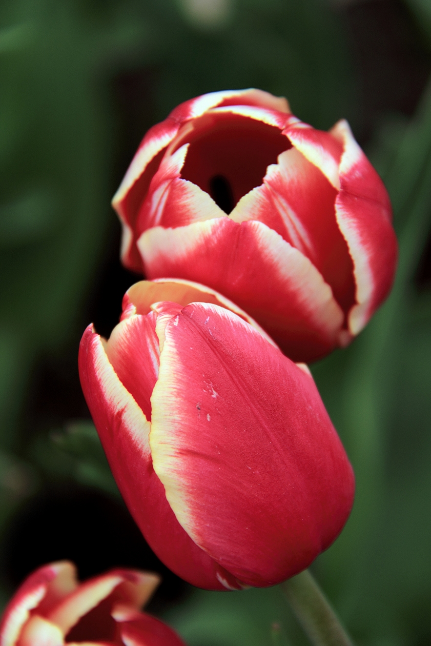 tulip8