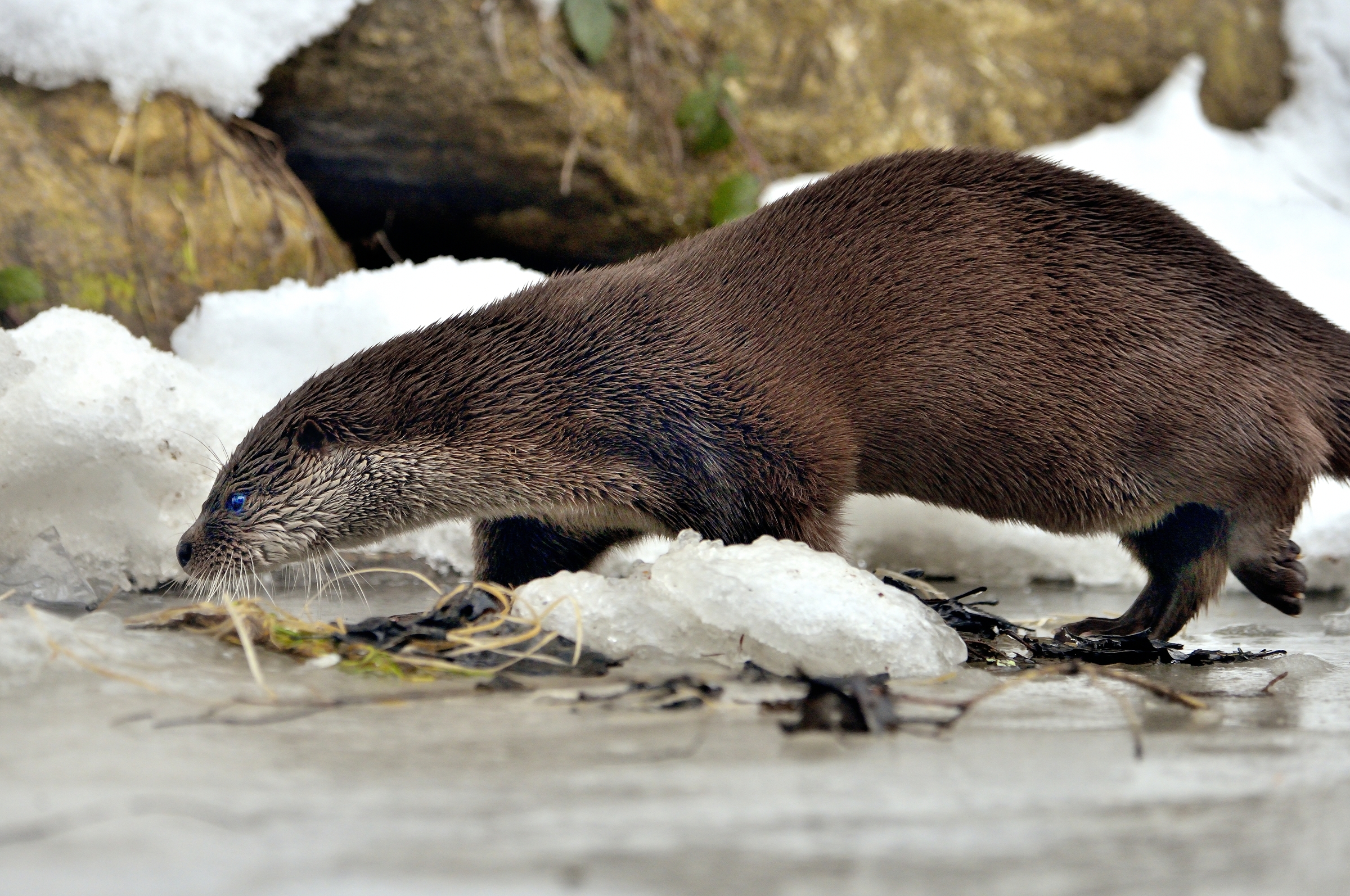 Bayerischen - Lontra