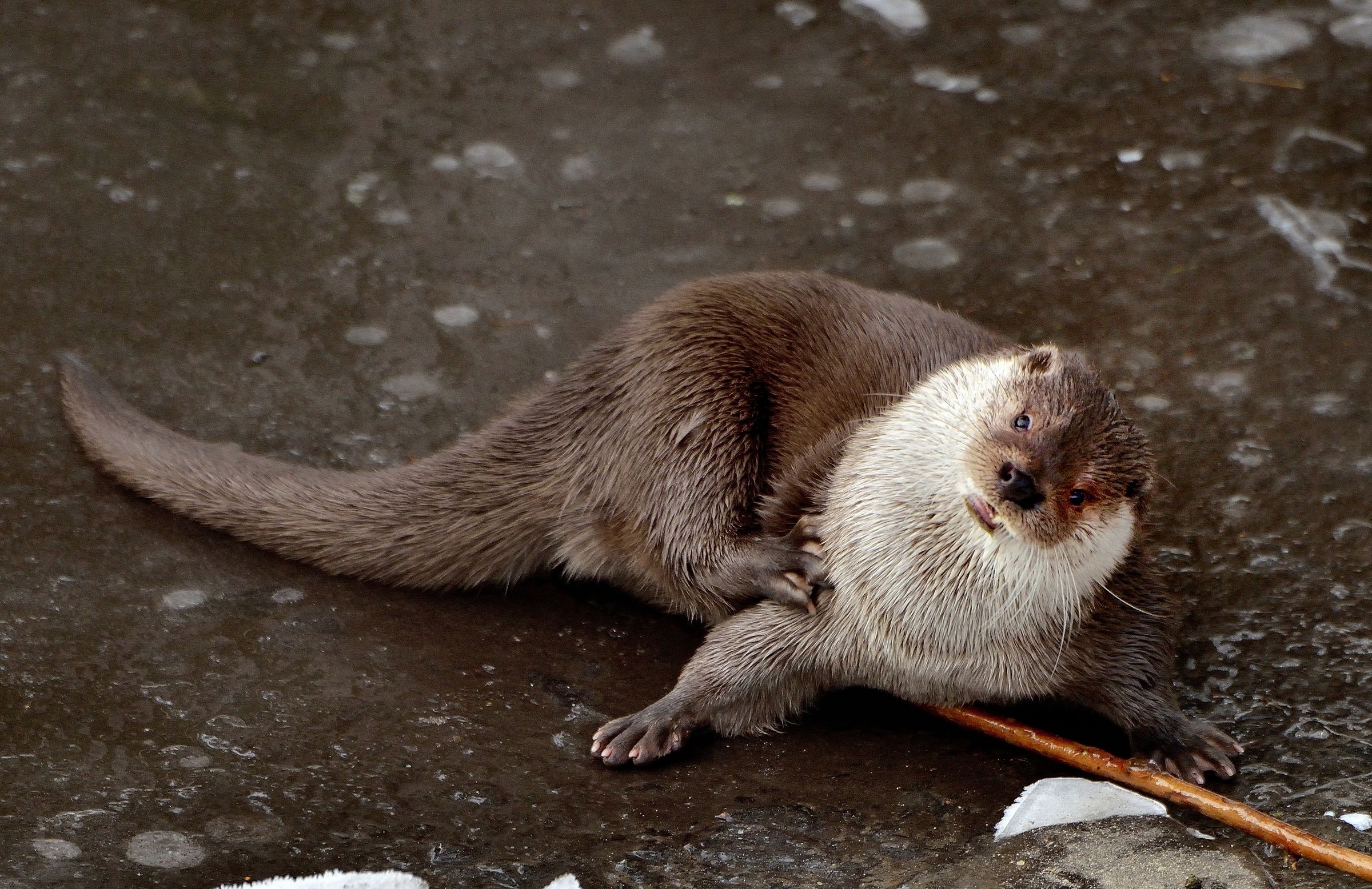Bayerischen - Lontra