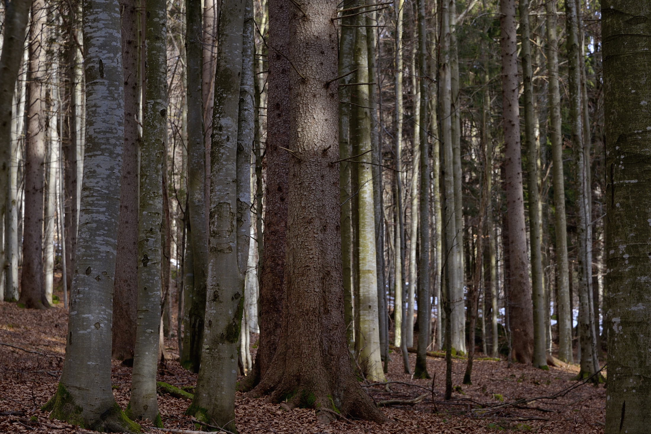 Bayerischen - Foresta