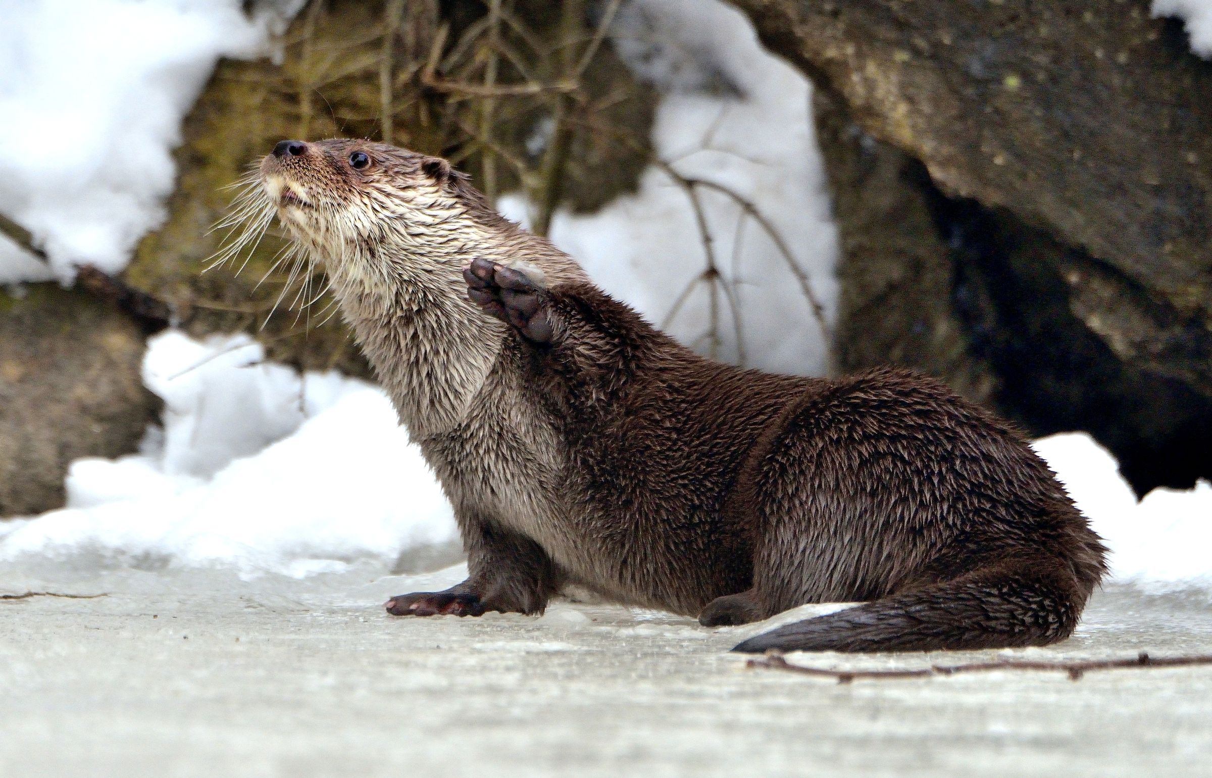 Bayerischen - ciaooooo!!!