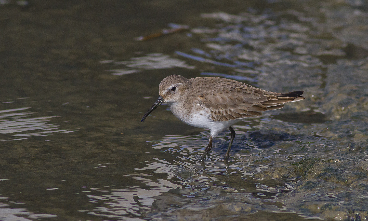 Piropiro in perlustrazione