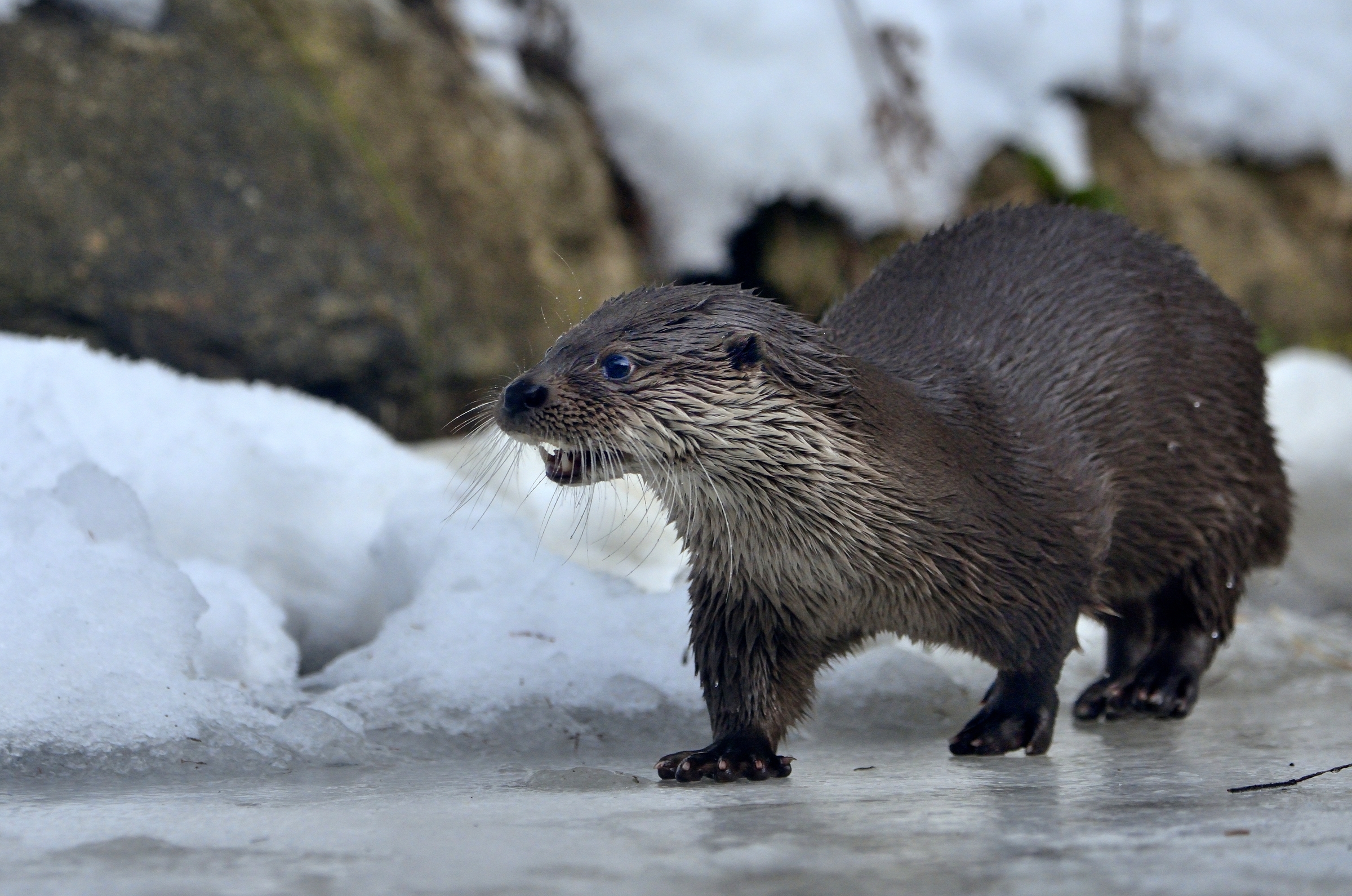 Bayerischen - Lontra