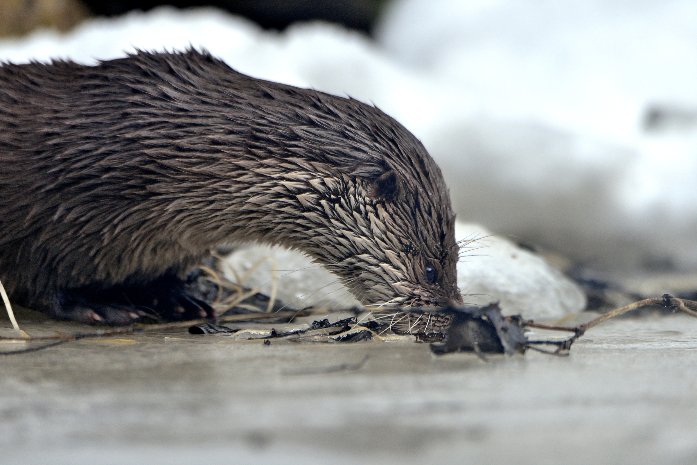 Bayerischen - Lontra