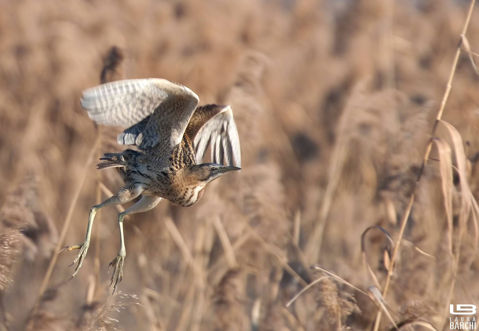 Lo stacco del tarabuso