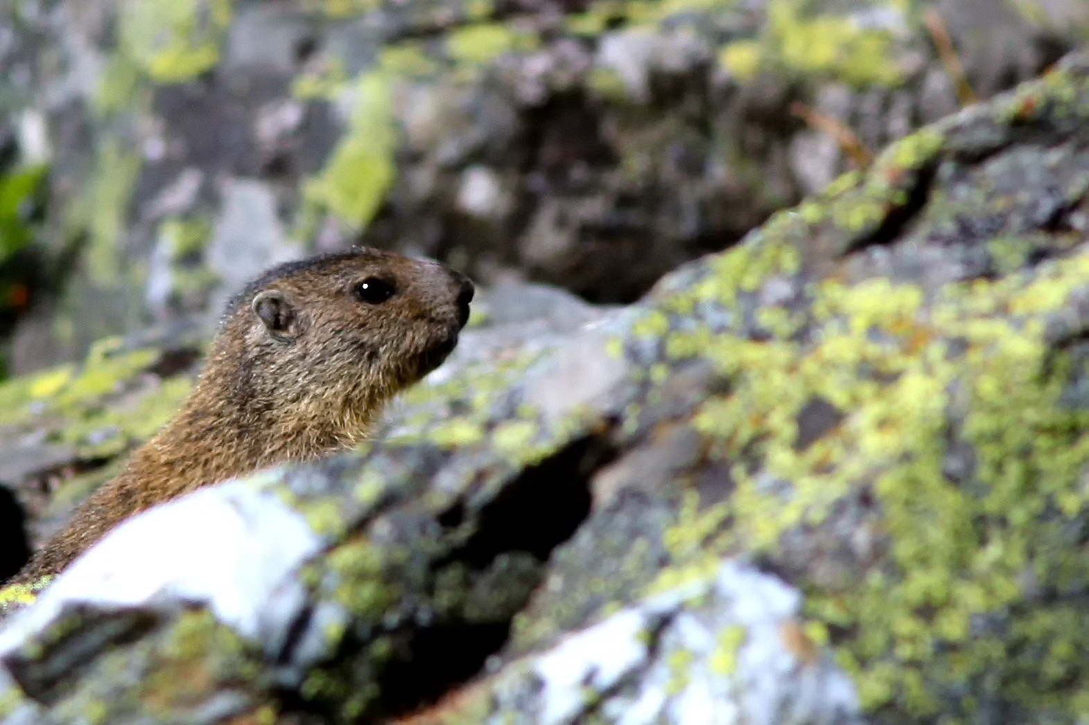marmot