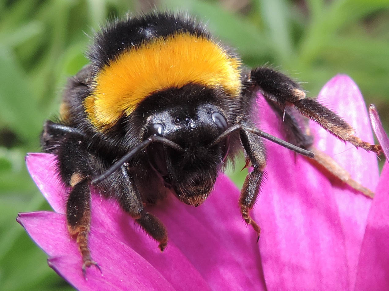 Bombus terrestris