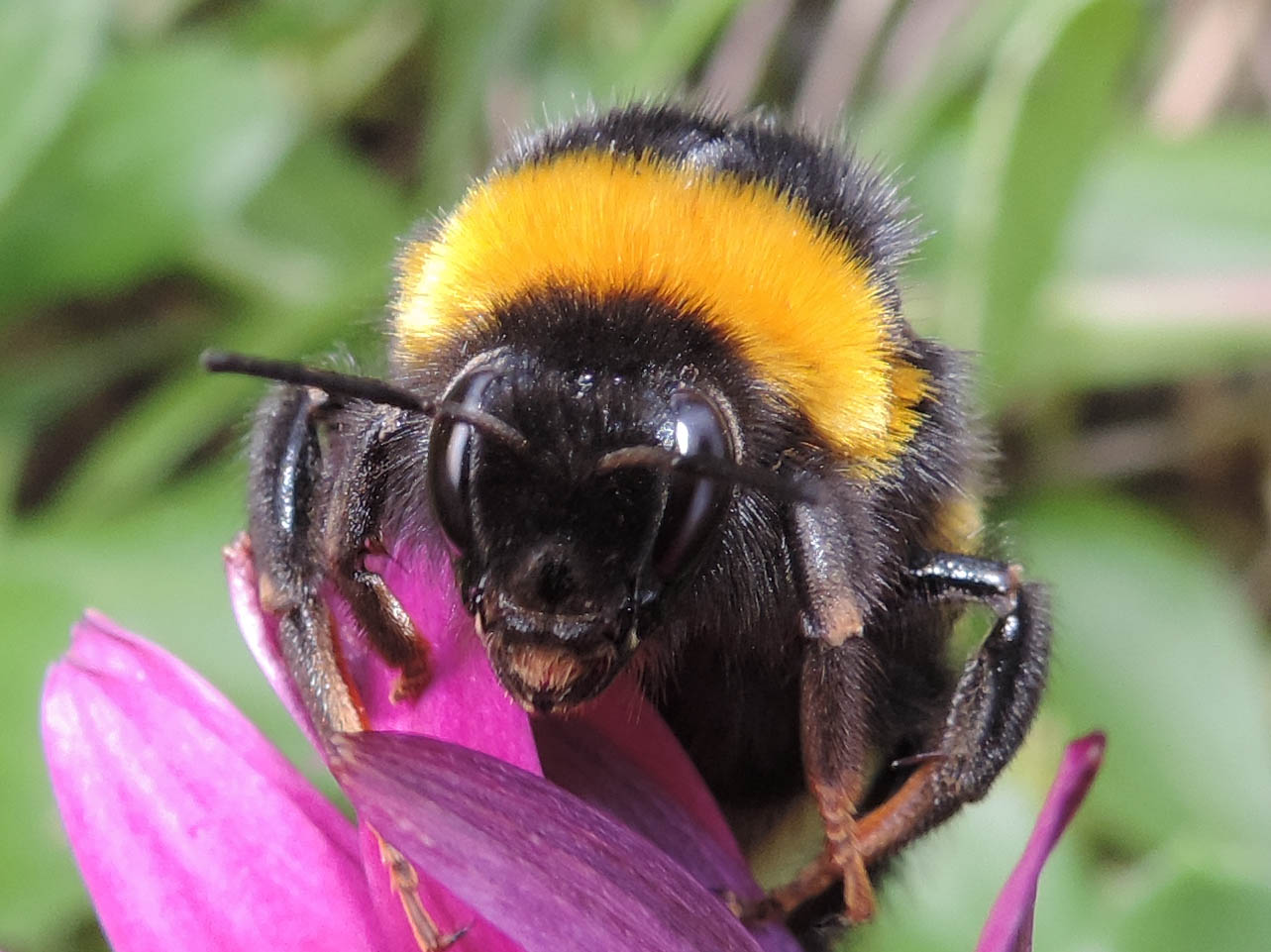 Bombus terrestris