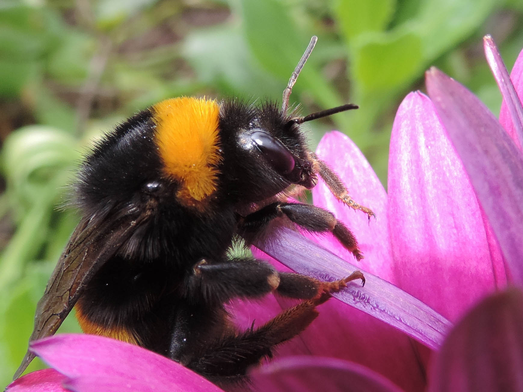 Bombus terrestris