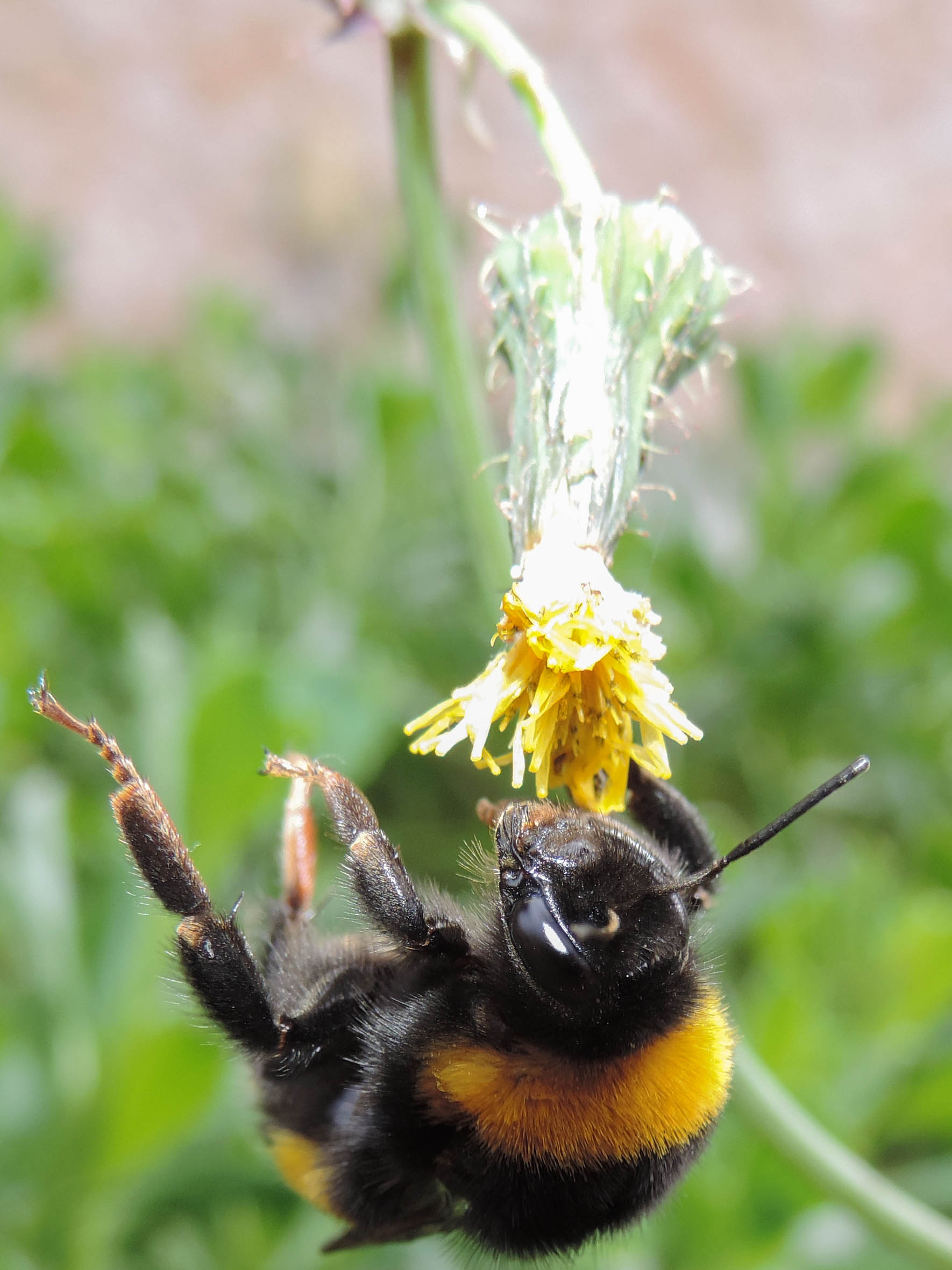 Bombus terrestris