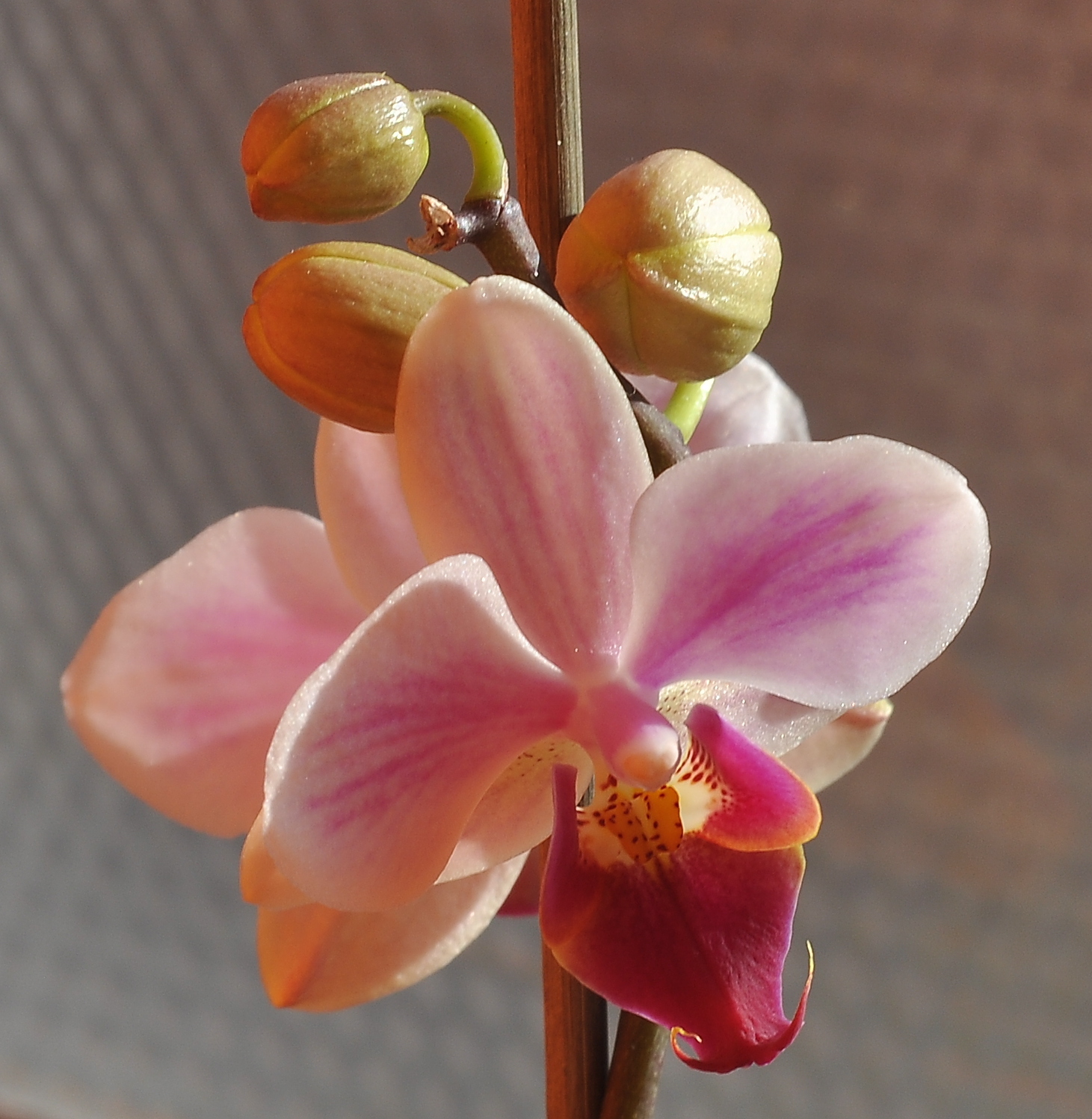 orchid