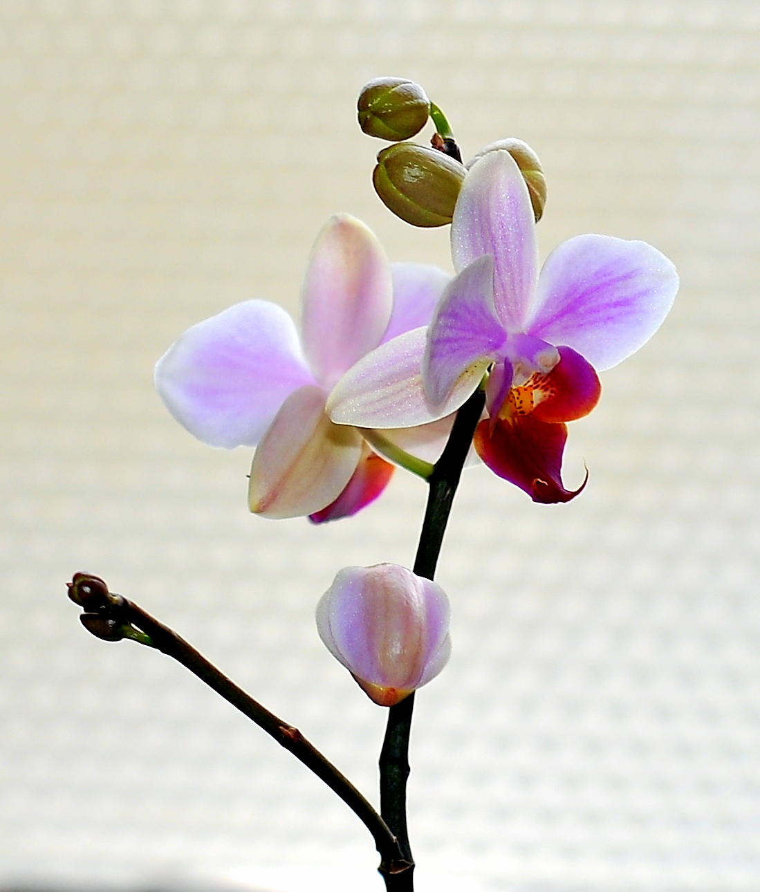 orchid