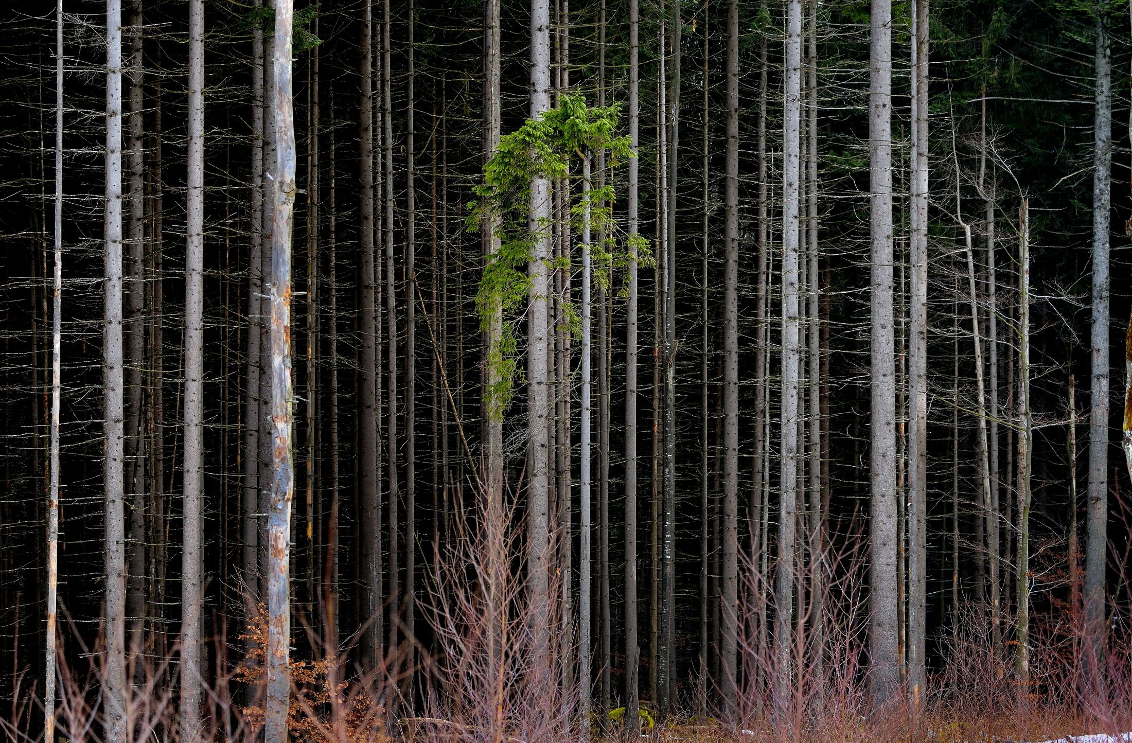 Bayerischen - Foresta