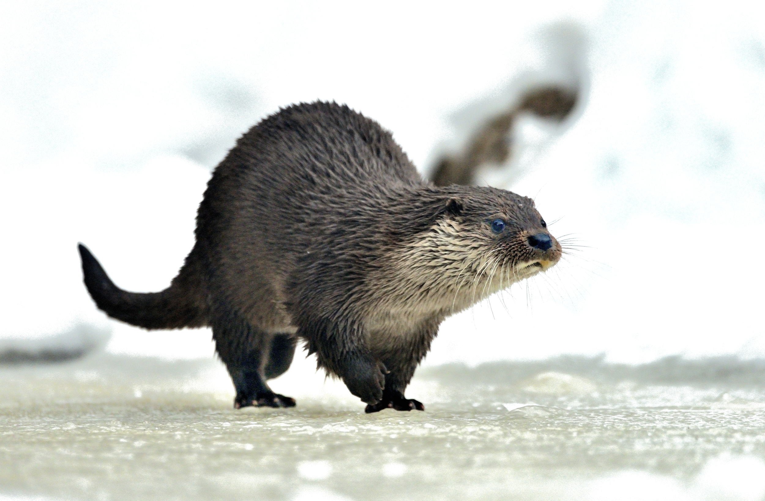 Bayerischen - Lontra