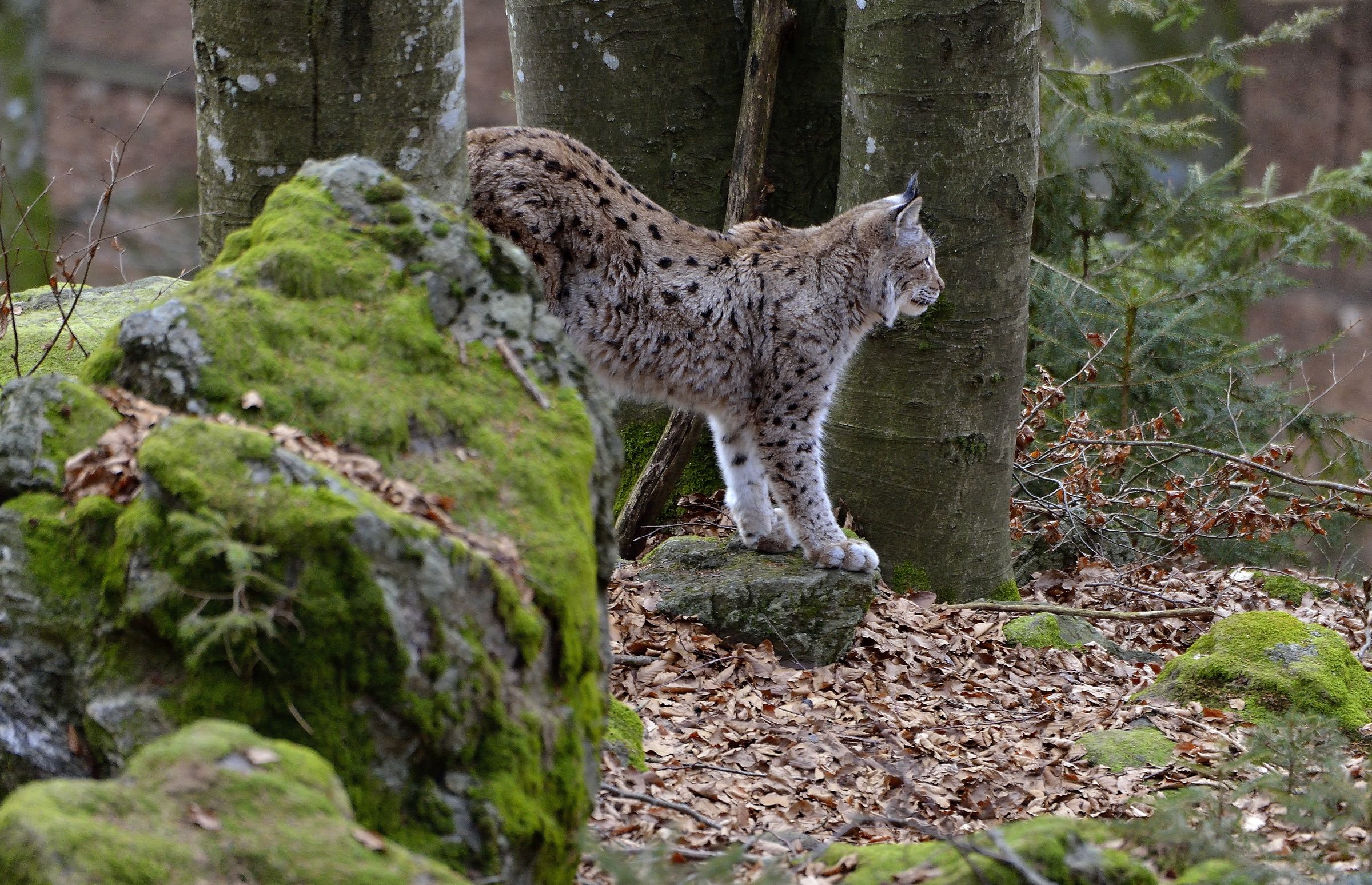 Bayerischen - Lince